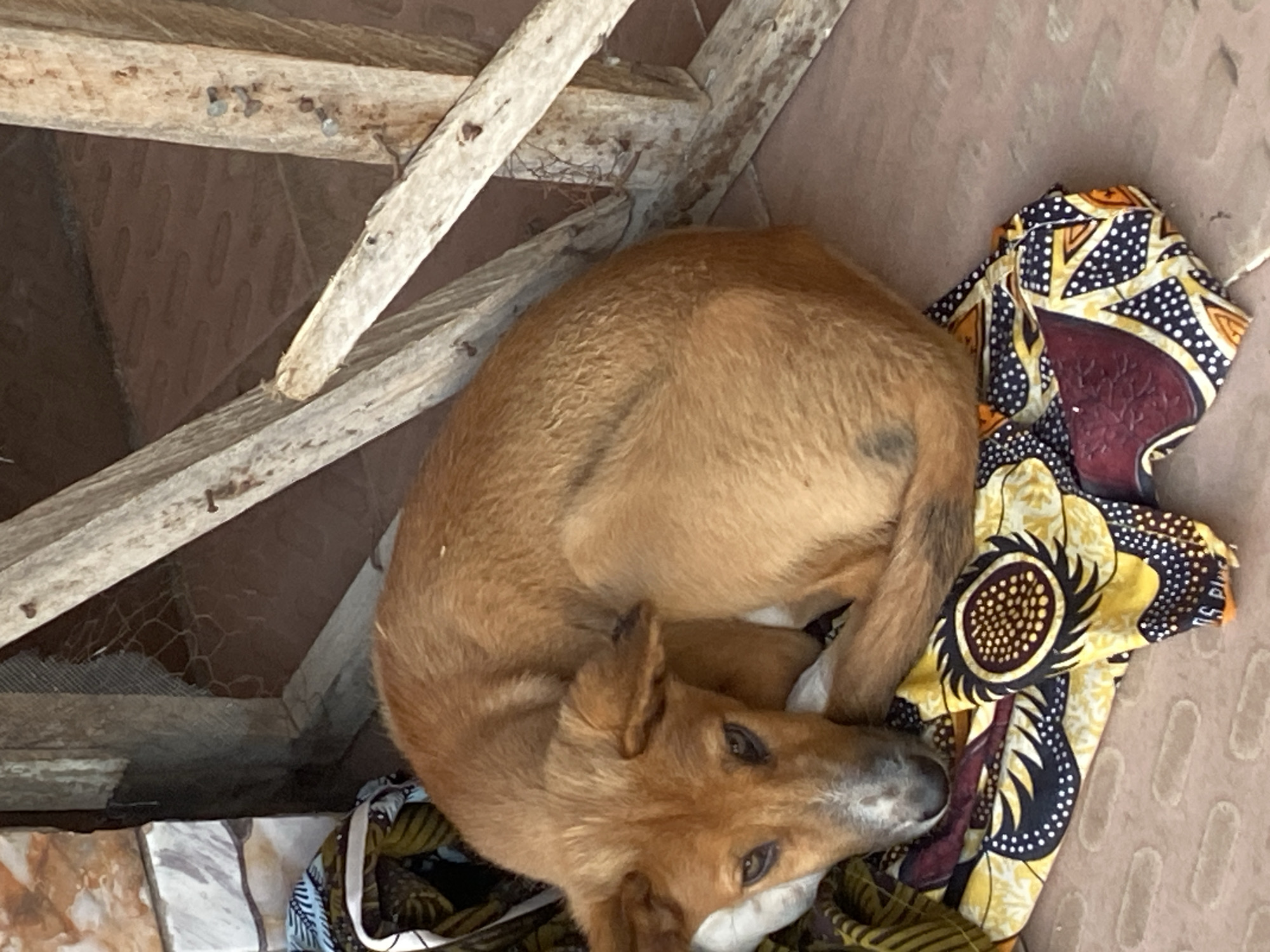 An overhead shot shows a medium-sized, light brown dog curled up and sleeping on a patterned fabric. The dog's head is resting on a white pillow, and its eyes are closed. The fabric is colorful, with a yellow, black, and white pattern of circles and dots. The dog is lying on a tiled floor, and there is a wooden structure behind it. The scene appears to be outdoors, possibly in a yard or a marketplace. The image was taken in Jalingo, Nigeria.