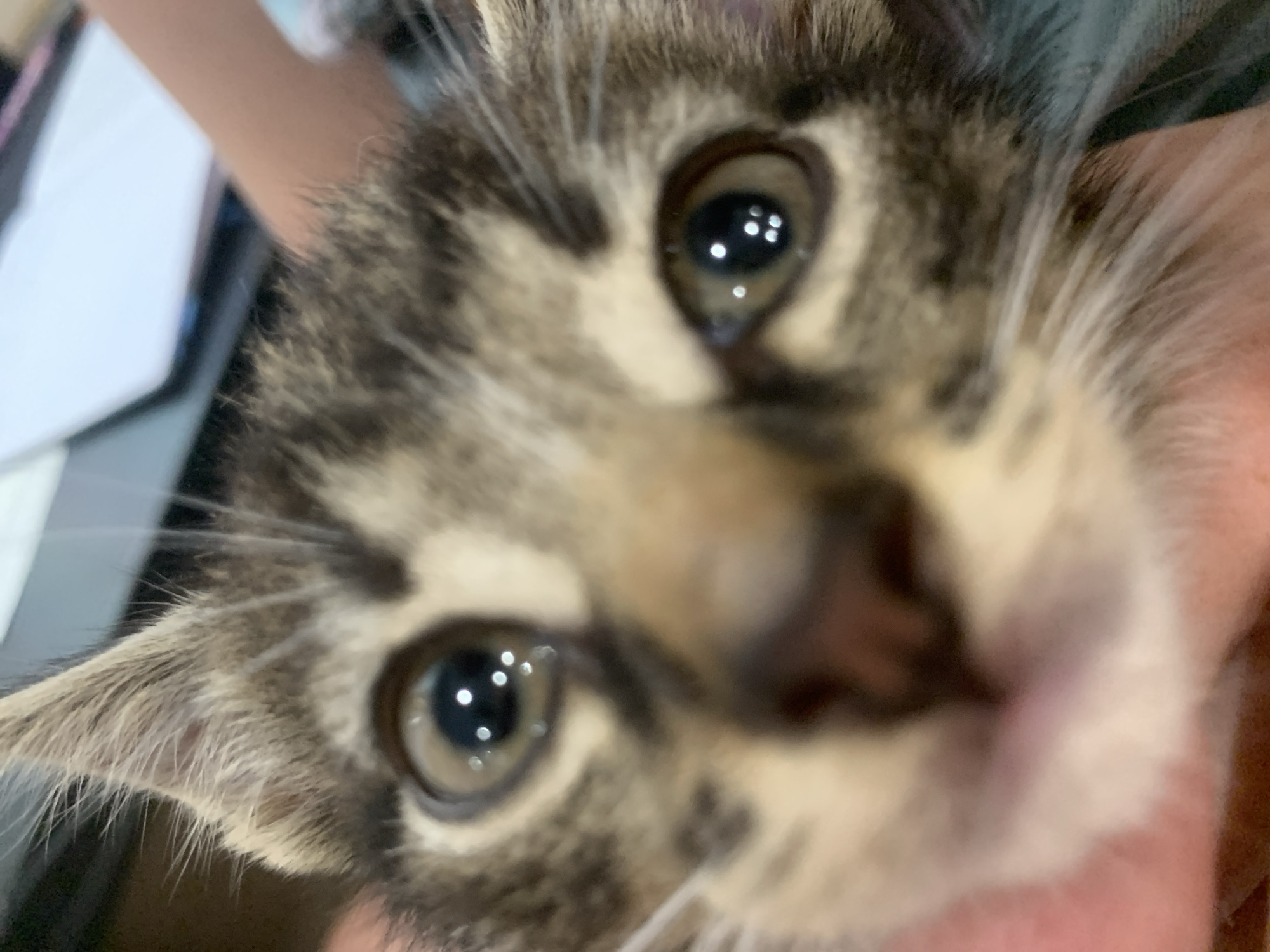 This is a close-up, slightly blurry photograph of a kitten's face. The kitten has tabby markings in shades of brown and gray, with distinct stripes on its forehead and around its eyes. The kitten's eyes are large and expressive, reflecting bright highlights that suggest a light source. The focus is on the kitten's face, with its whiskers prominent and extending outwards. The background is out of focus, but hints of a person's hand and arm can be seen holding the kitten. The overall impression is one of intimacy and perhaps a playful interaction between the kitten and the unseen person. There is no visible text in the image. The lighting appears to be indoor, with no strong indicators of time of day or weather. The emotion conveyed is one of curiosity and youthfulness from the kitten.