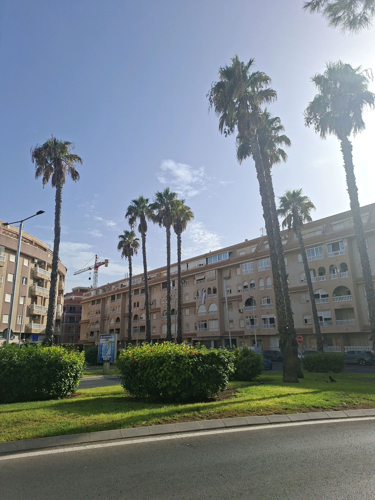 The image shows a street scene in Torrevieja, Spain, with several multi-story apartment buildings lining the street. Tall palm trees are interspersed along the sidewalk and in front of the buildings. The buildings are modern in design, with balconies and white railings. A construction crane is visible in the distance behind the buildings. The sky is clear blue with some scattered white clouds. The foreground shows a paved road with white markings and a curb. Green grass and manicured bushes are present between the sidewalk and the road. There are no people clearly visible in the image. The overall impression is of a sunny day in a coastal city.