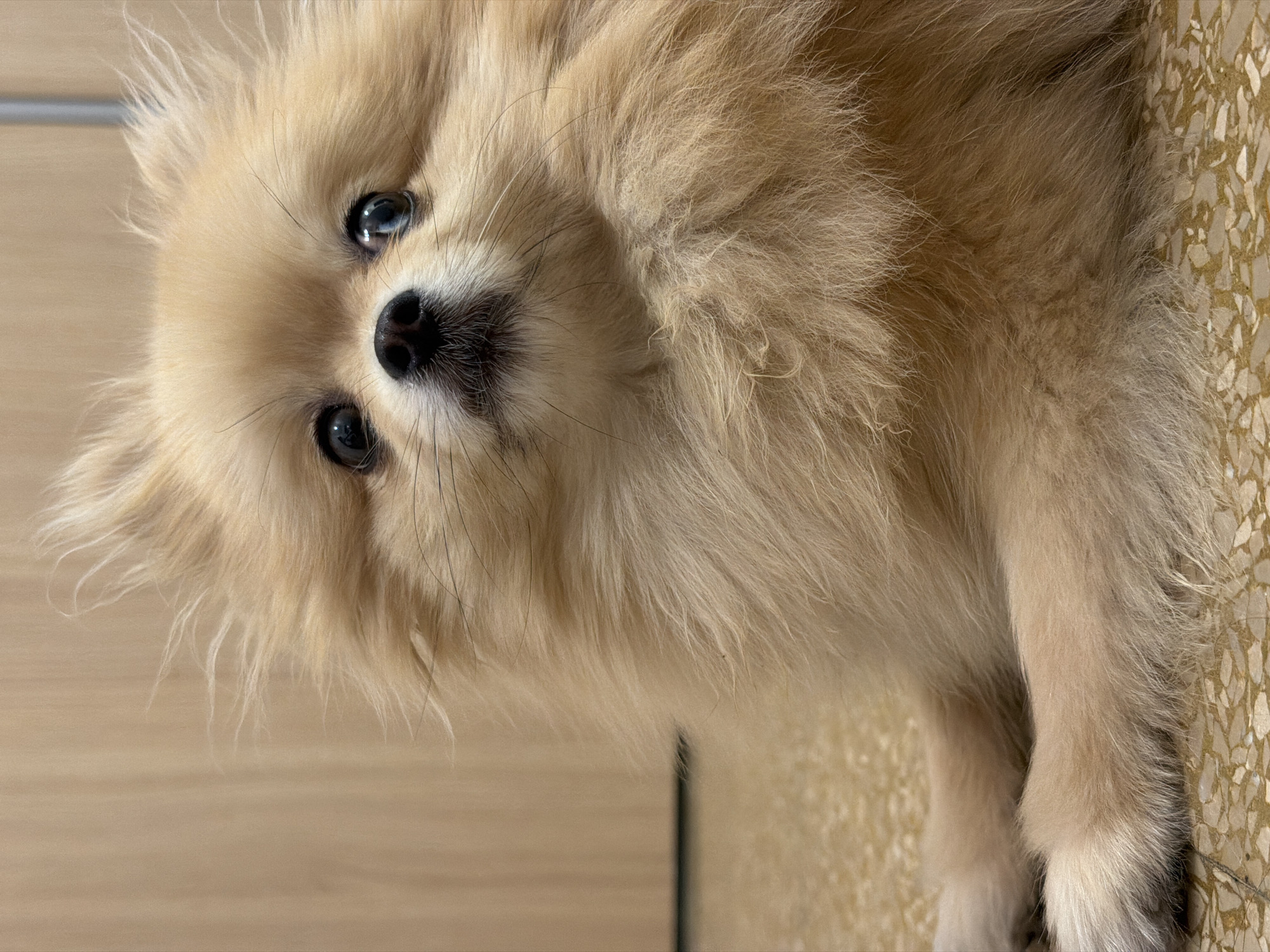 A close-up, vertically oriented shot shows the face of a light brown Pomeranian dog. The dog's head is tilted to its left, with its gaze directed towards the viewer. Its fur is fluffy and light brown, with some wisps sticking out around its face. The dog's eyes are dark and round, with visible reflections of light. Its nose is black and moist, and its mouth is partially closed, revealing a hint of its teeth. The background consists of a wooden surface on the left and a tiled floor with a terrazzo pattern on the right. The lighting appears to be natural, suggesting it might be daytime. The overall mood is intimate and engaging, capturing the dog's curious and affectionate expression. No text is visible in the image.