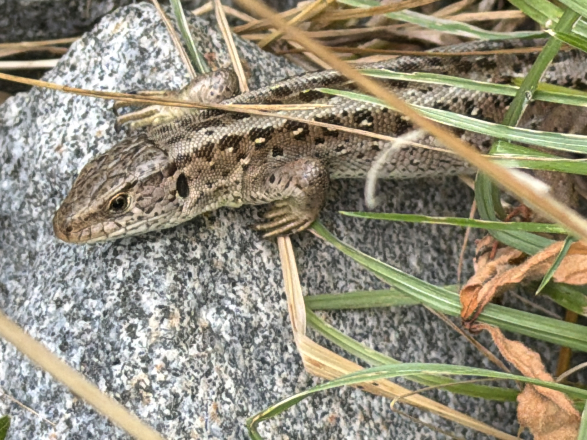 A lizard with brown and grey markings is positioned vertically on a grey, speckled rock. The lizard is partially obscured by tall, green grass and some dried, brown leaves in the foreground. The lizard's head is at the top of the frame, and its body extends downwards. Its eyes are visible, and its scales are clearly defined. The background consists of the rock face and the surrounding vegetation. No specific location in Bayreuth, Germany, is discernible from the image.