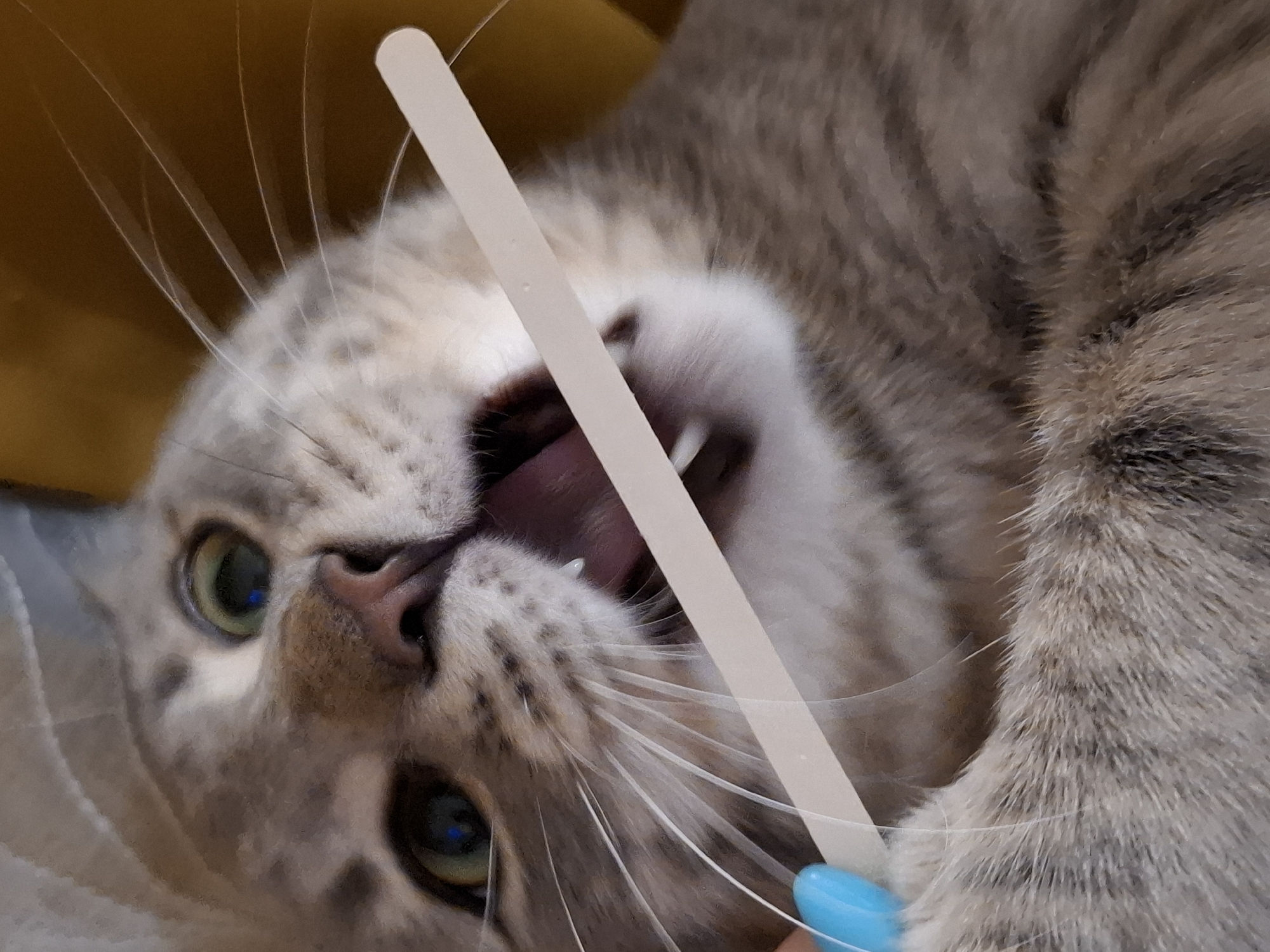 A close-up shot shows a domestic cat with grey and brown tabby markings biting down on a light-colored popsicle stick. The cat's mouth is open, revealing its teeth and tongue, with a drop of saliva visible. The cat's green eyes are looking towards the viewer, and its whiskers are spread wide. A blue object, possibly a finger with nail polish, is visible on the left side of the frame, holding the popsicle stick. The background is blurred, appearing to be a yellow fabric. The image does not contain any identifiable locations within Zemun Urban Municipality, Serbia.
