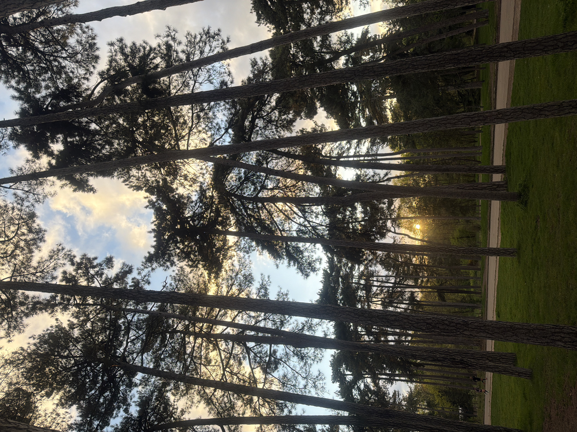 The image shows a low-angle view of a grove of trees in what appears to be a park. The trunks of the trees are straight and aligned in rows, suggesting deliberate planting. The branches and foliage create a dense canopy, with patches of sky visible in between. The lighting suggests either sunrise or sunset, with warm light filtering through the trees. In the distance, there is a grassy area and a pathway. Given the tree species and park-like setting, the location is likely to be in the city of Paris, France. The overall impression is one of tranquility and nature within an urban environment.