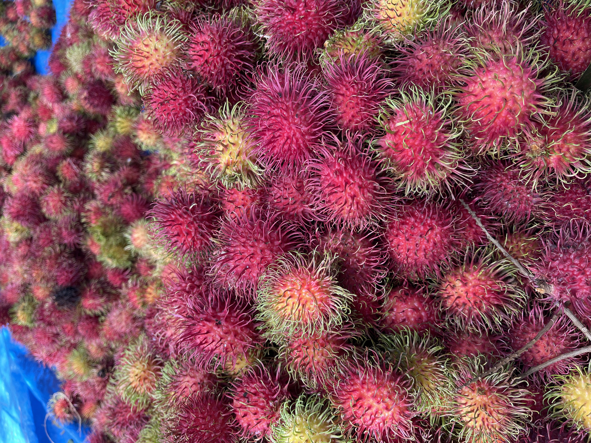 In Bilibaro, Indonesia, a close-up, overhead shot captures a large pile of ripe rambutans. The fruits, predominantly a vibrant red and pink, are covered in soft, hair-like spines that range in color from green to yellow. Some of the rambutans show hints of yellow and green skin, suggesting a variety of ripeness. The fruits are densely packed together, with some individual rambutans clearly visible in sharp focus, while others recede into a blur of color. The texture of the rambutans appears rough and spiky. The background is a bright blue surface, possibly a tarp or cloth, which contrasts sharply with the warm tones of the fruit. There are no people or animals visible in the image.