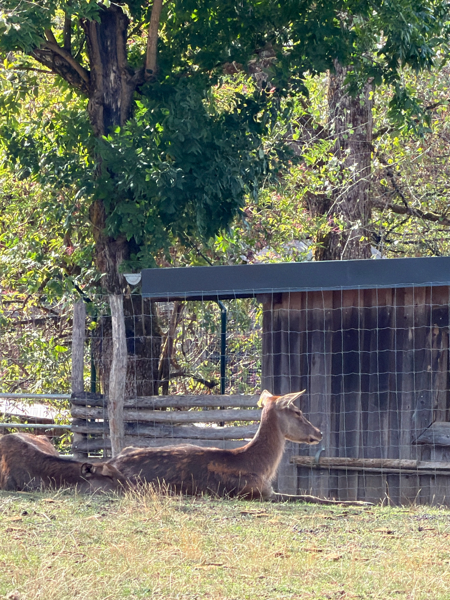 The image shows two deer resting in a grassy enclosure. One deer is lying down facing right, with its head raised and looking to the right. The other deer is lying down to the left of the first deer, with its head lowered. The enclosure has a wooden fence and a wooden structure in the background. The environment is a sunny outdoor area with trees and foliage. The image does not provide specific information about the city of Esch-sur-Alzette, Luxembourg, or any people.