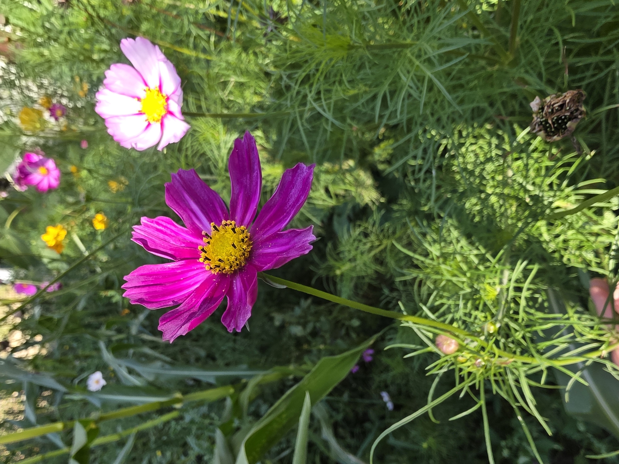 A close-up, eye-level, vertical shot captures a vibrant fuchsia cosmos flower in sharp focus, its delicate petals unfurling around a bright yellow center. To the right, slightly out of focus, a lighter pink cosmos flower with a similar yellow center is visible. The background is a lush, green garden with feathery foliage and hints of other flowers in shades of pink and yellow, some of which are blurred. The lighting suggests it is a sunny day, casting dappled shadows and illuminating the flowers. A dried, seed-bearing structure of a plant is visible in the lower right quadrant of the image, also out of focus. The presence of a hand in the lower left corner indicates human interaction with the garden. The overall scene conveys the natural beauty of a flourishing garden. This image is unlikely to be from Речица, Russia, as the flora and vegetation appear to be more typical of warmer climates.