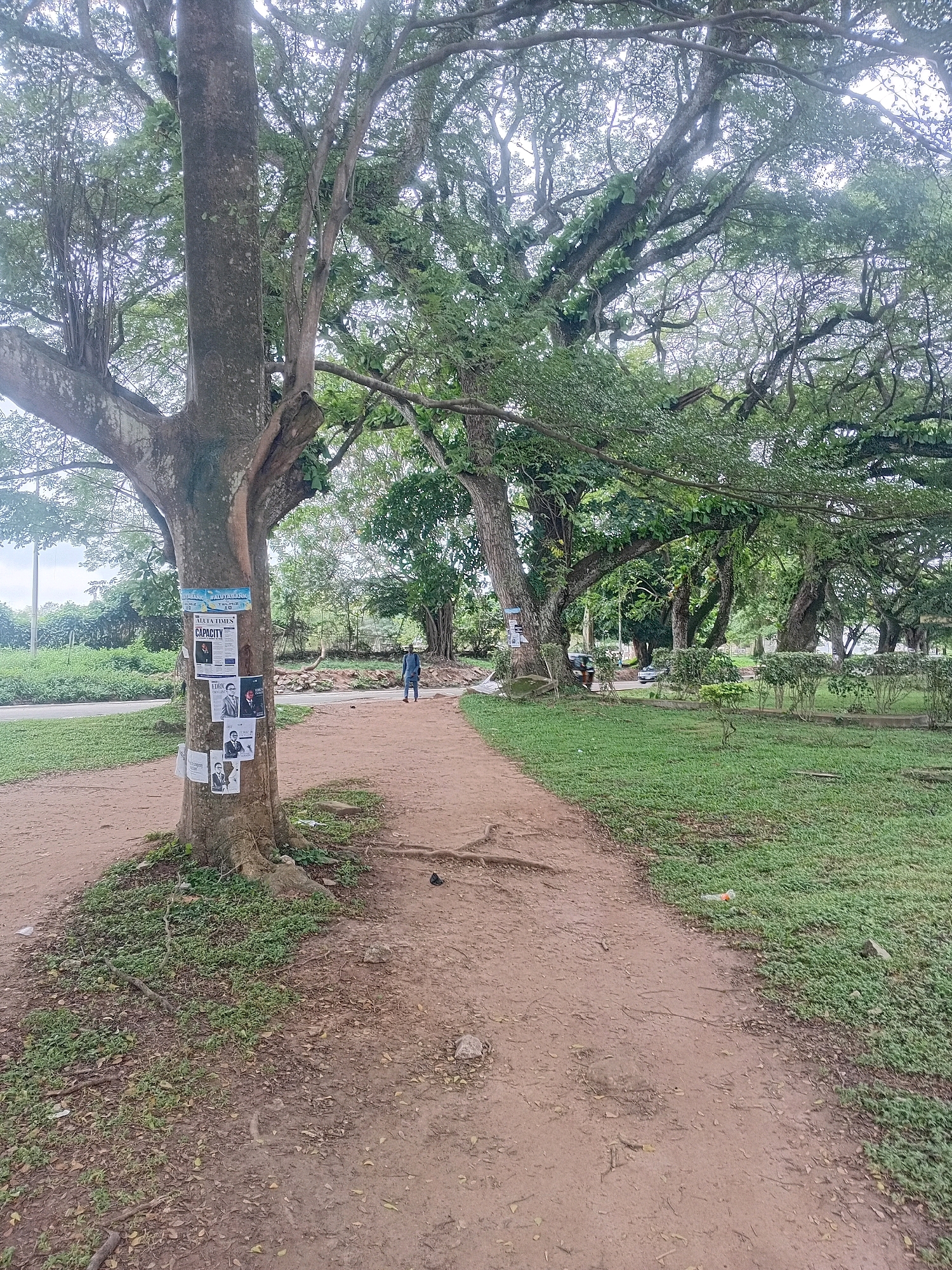 This is a full-frame, eye-level, vertical, outdoor, natural-light photograph of a dirt path leading into a lush green park with large, mature trees. The path is located in Ibadan, Nigeria.
In the foreground, a large, rough-barked tree stands prominently on the left side of the path. Several posters are attached to its trunk, including one with the headline "ALUCA TIMES CAPACITY" and what appear to be photographs of people. To the right of the tree, the path curves and continues into the park.
The park is characterized by dense green grass and an abundance of large trees with sprawling branches and canopies, creating a shaded environment. In the middle ground, a person wearing blue clothing is walking away from the camera on the path. Further in the background, a road with passing vehicles is visible, bordering the park. The sky is overcast, suggesting a humid or possibly rainy day. The overall scene conveys a sense of nature and public space within the city.