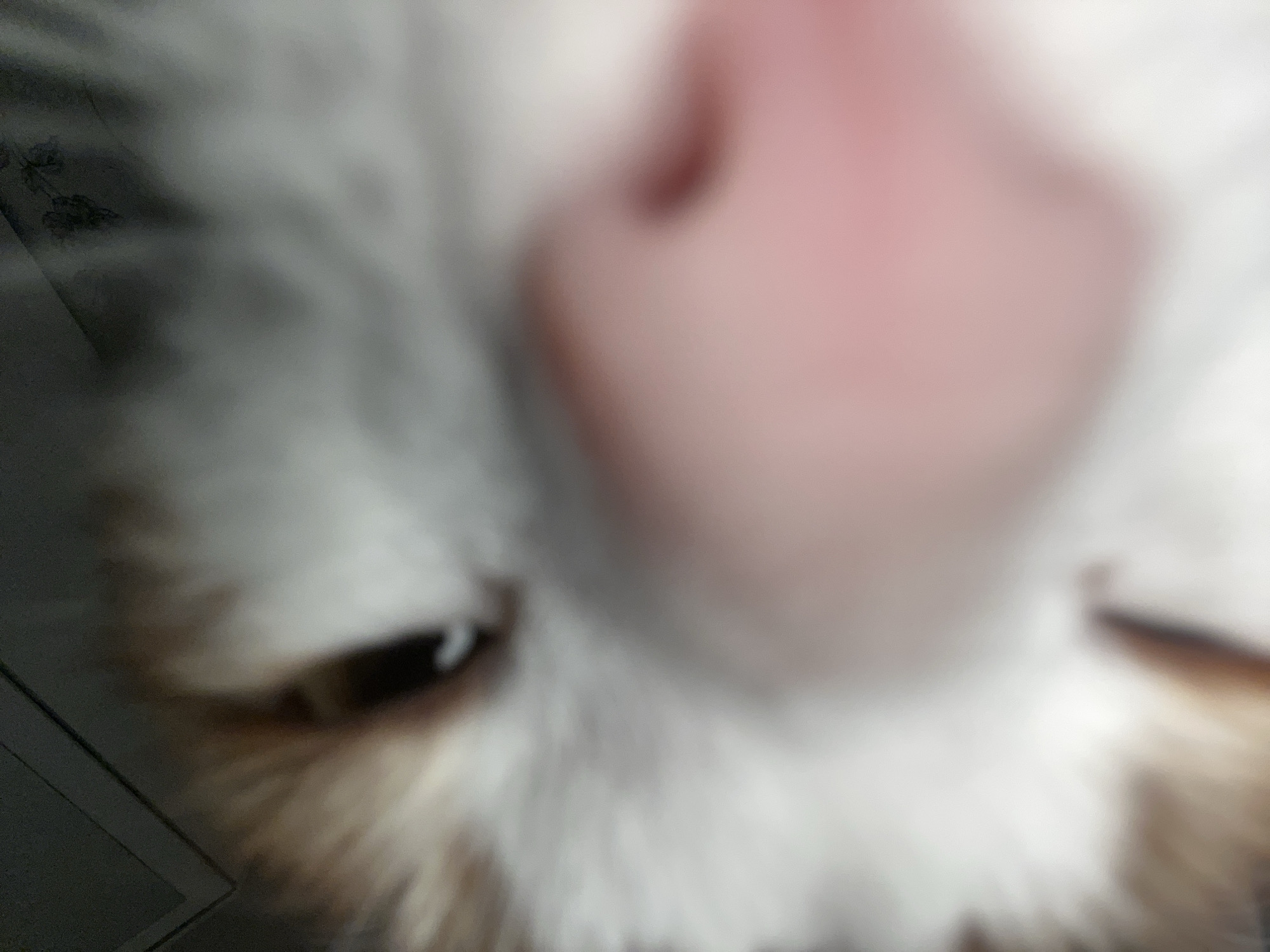 The image shows a close-up, blurry view of a cat's face. The cat's nose is prominently featured and out of focus. One of its eyes is partially visible. The cat has white fur with some brown or ginger patches. The background is indistinct, but hints of a tiled floor and a patterned surface can be seen. There is no information available about the location in Chaikovsky, Russia from this image.