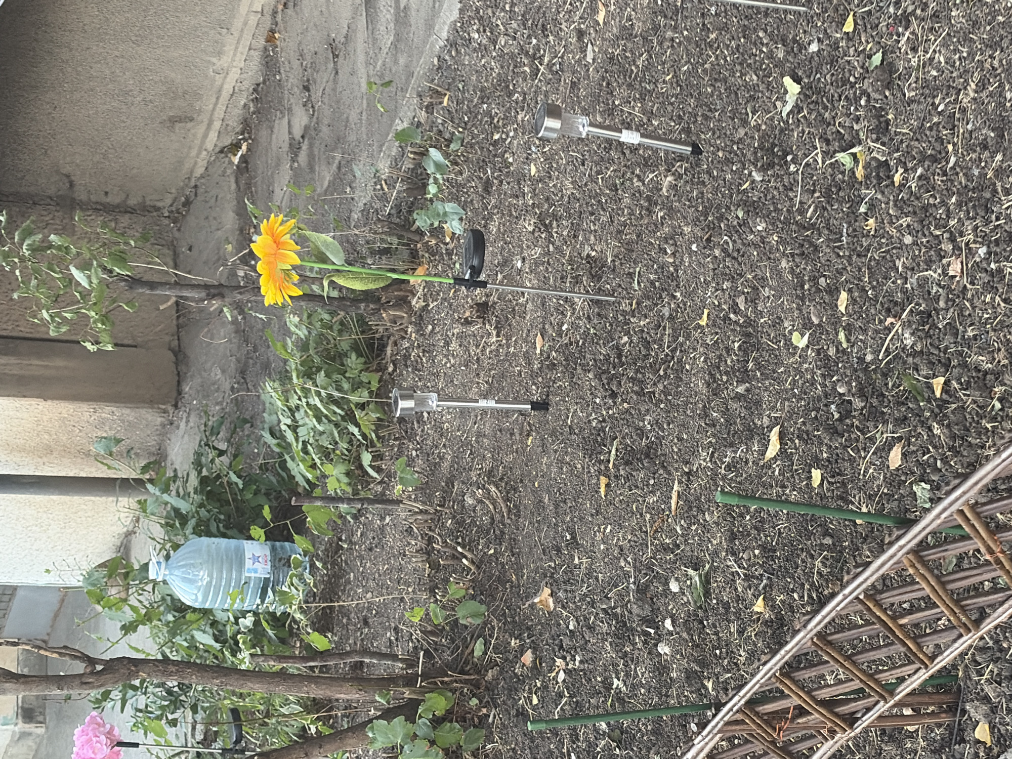 In an outdoor urban setting in Unknown, Unknown, the image depicts a garden area with dry soil. In the foreground, a rustic, woven garden border made of thin branches is visible on the left. Several green garden stakes are interspersed in the soil, with one near the border. Three solar-powered garden lights, each with a silver stake and a clear, cylindrical top, are placed in the garden.
To the left, a large, clear plastic water jug with a blue cap and a label featuring a red star and Cyrillic text is situated amongst green foliage. A delicate pink flower with thin petals stands to the left of the water jug, partially obscured by a dark, leafless branch.
Further into the garden, a single, bright yellow daisy with orange accents is in bloom, growing from a slender stem with green leaves. This flower is positioned near a small, somewhat sparse tree with dry-looking leaves. The background consists of a rough, concrete wall with visible cracks and a patch of gray pavement. The overall scene suggests a slightly neglected or arid garden environment.