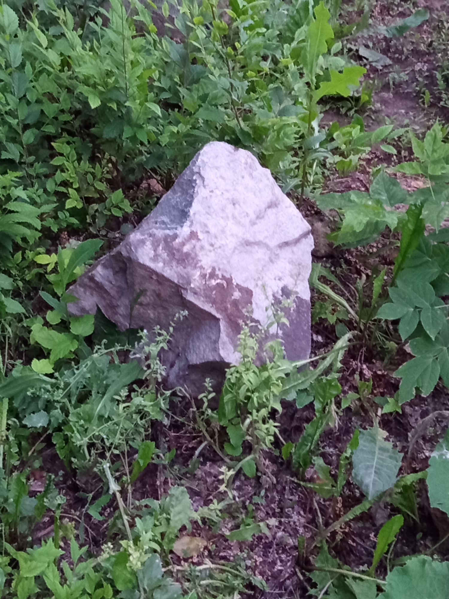 A light-colored rock is centrally located in a patch of overgrown greenery. The rock appears to be angular and has some darker, purplish coloration. The surrounding vegetation is lush and varied, with different shades of green leaves and thin stems. The ground beneath is a mix of dark soil and leaf litter. The scene suggests an outdoor environment, possibly a natural or unkempt area within or near Novotroitsk, Russia. No people or animals are visible.