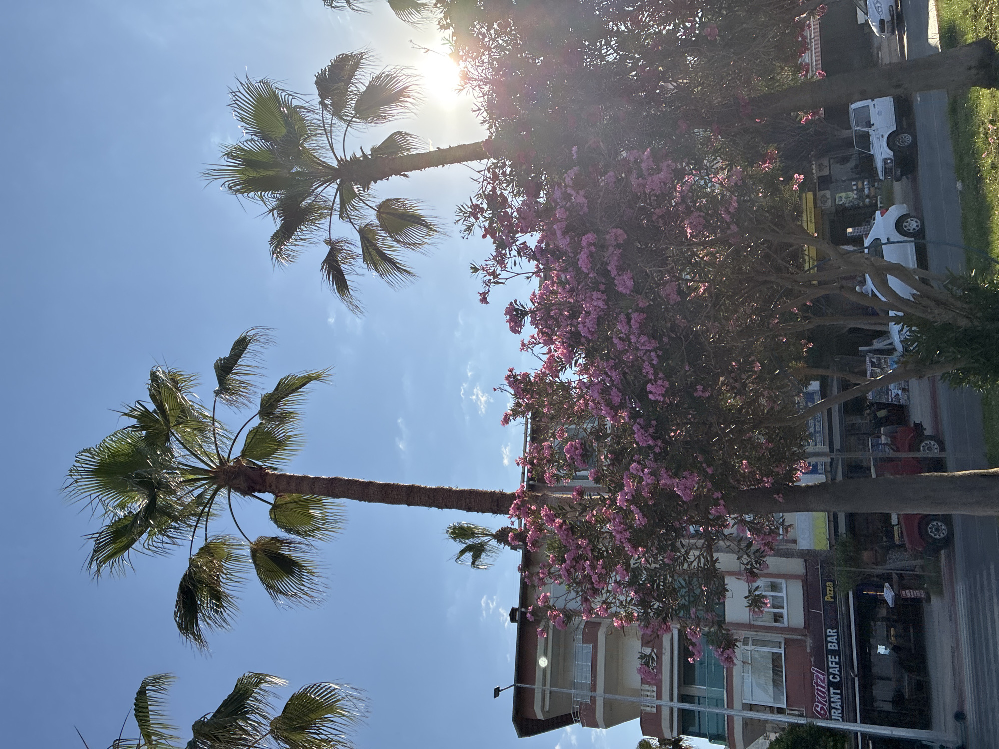 The image shows a street scene in Alanya, Turkey, on a bright, sunny day. Several palm trees are visible, with their fronds reaching towards the clear blue sky. In the foreground, a tree with abundant pink flowers is in full bloom, its branches partially obscuring a multi-story building. The building has a modern facade with balconies and windows. Below the building, a commercial strip features storefronts, including a restaurant cafe bar with a "Pizza" sign. Several cars are parked on the street, including a white SUV and a red jeep. The overall impression is of a vibrant, sun-drenched urban environment with a touch of tropical flair.