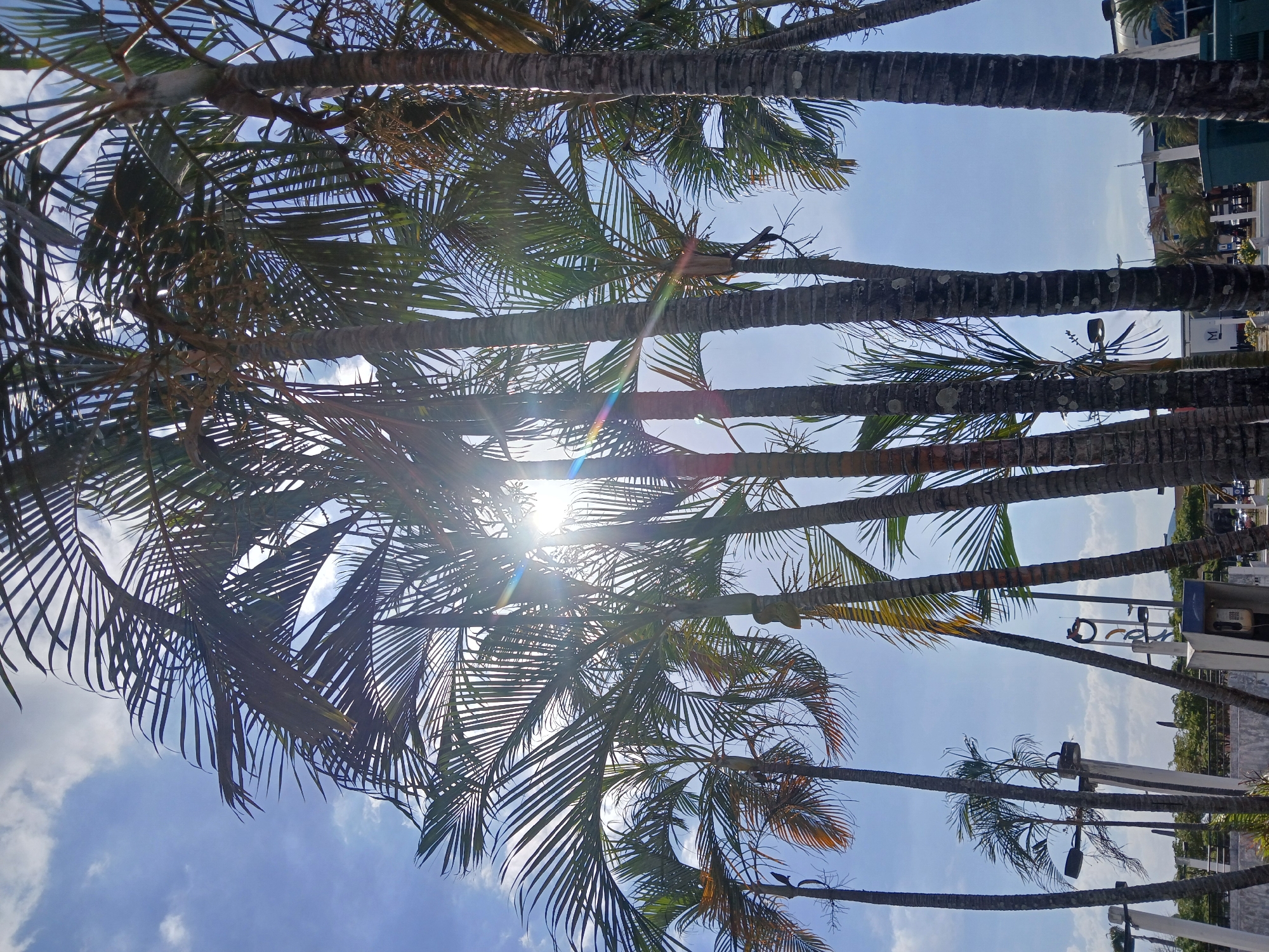 The image shows a view looking up through palm trees towards a blue sky with some clouds. The sun is shining through the leaves, creating a bright glare and lens flare effect. The trunks of the palm trees are visible in the foreground and appear to be located in an urban setting in Ciudad Guayana, Venezuela, due to the presence of buildings, signs, and infrastructure visible in the background between the trees. No people or actions are explicitly visible in the image.
