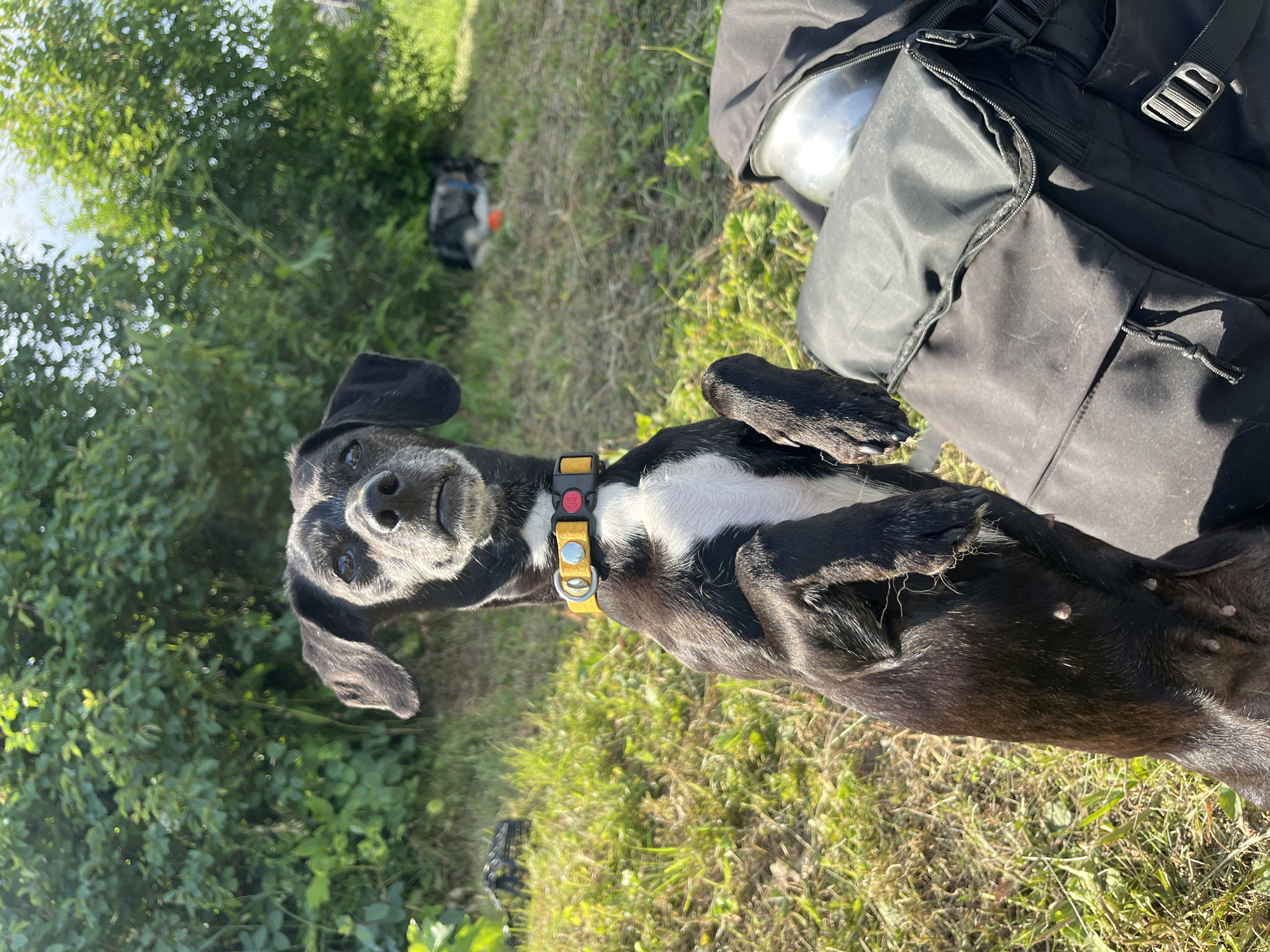 A black dog with white markings on its chest and face is standing on its hind legs, looking at the camera. It is wearing a yellow collar with red and white accents. The dog is positioned in front of a black backpack, which has a silver bowl inside one of its compartments. The background consists of green foliage and grass, with a blurred image of another dog lying down in the distance. The scene appears to be outdoors on a sunny day. The location of this image is unknown.