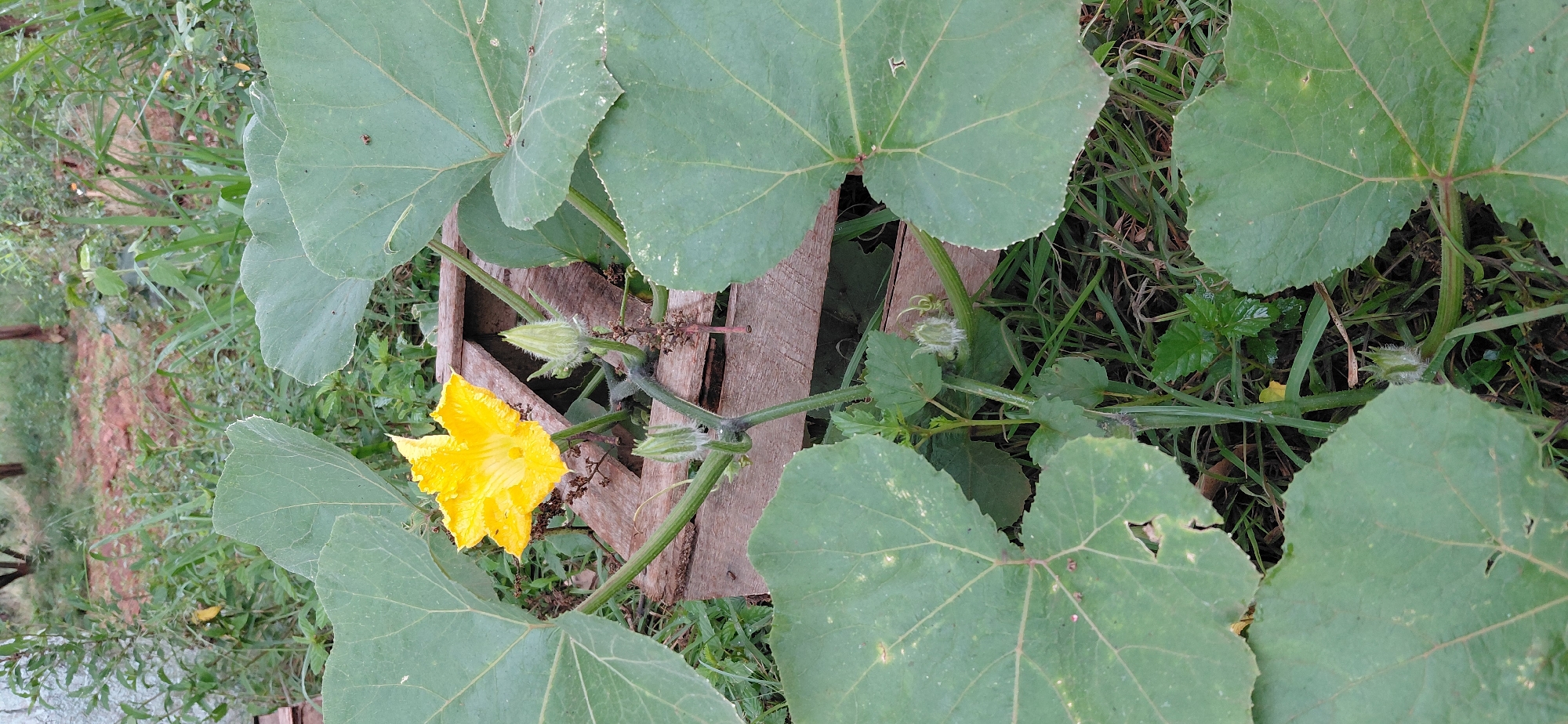 The image depicts a close-up view of a pumpkin plant with a yellow flower in bloom. The flower is prominent in the upper left quadrant of the image, with visible water droplets on its petals. Several large, green pumpkin leaves surround the flower, framing the scene. In the background, a wooden crate or pallet is visible, partially obscured by the plant's foliage. The plant is growing amidst grass and other green vegetation. Several small, undeveloped pumpkin buds are also present on the vine. The image appears to be taken outdoors in a natural or garden setting. The specific location in Encarnacion, Paraguay, is not explicitly identifiable from the visual elements alone, but the presence of lush greenery suggests a climate conducive to plant growth.