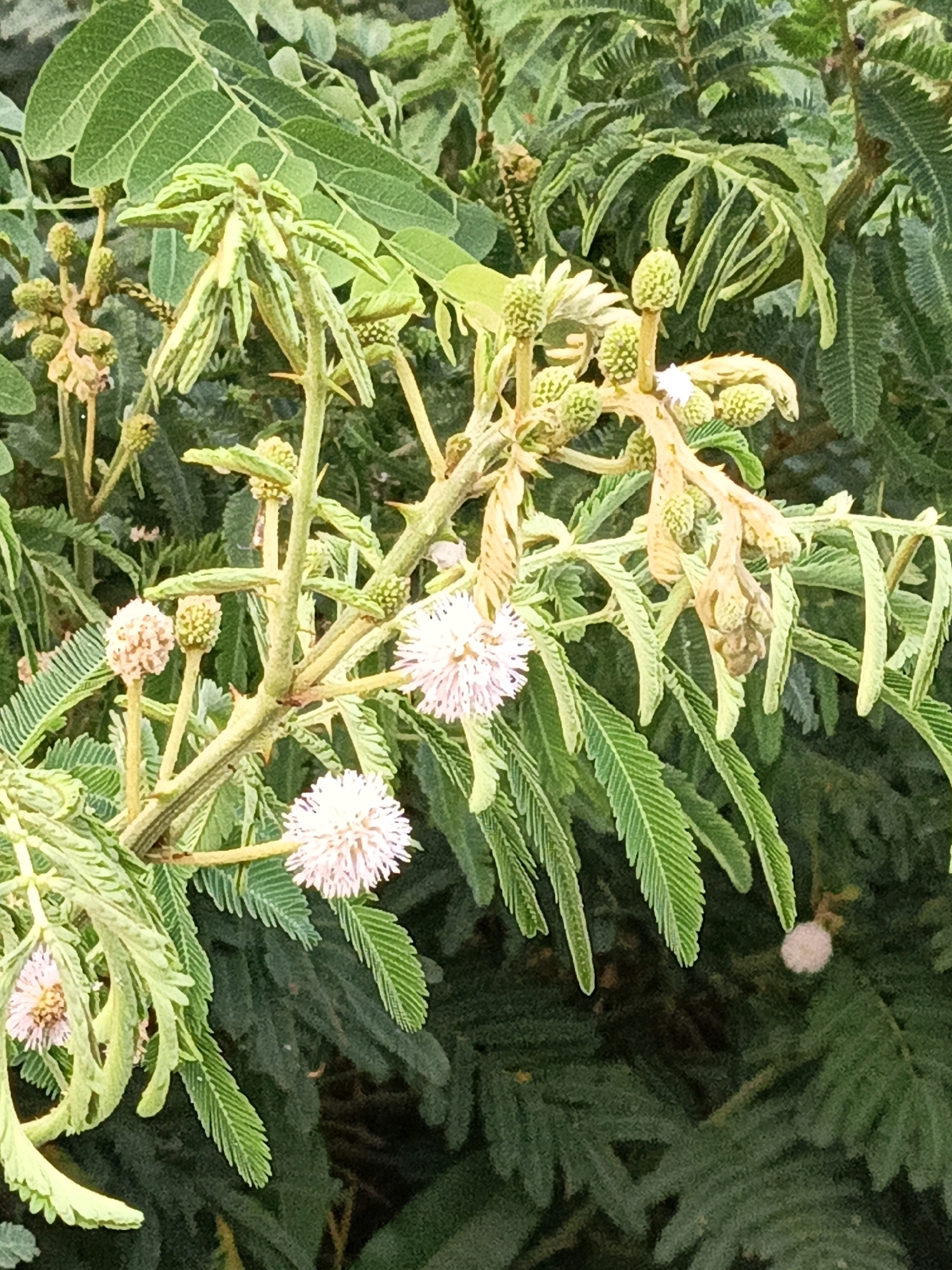 The image displays a close-up view of a thorny branch with feathery green leaves and small, round, pinkish-white flowers. The flowers are clustered and appear fluffy. Several unopened flower buds, which are green and spherical, are also visible along the branch. The branch itself is woody and has sharp thorns. The background is filled with dense, dark green foliage, creating a natural, outdoor setting. The overall impression is one of a flowering plant in a lush environment. There is no indication of a specific location within North Jakarta, Indonesia, or any people, actions, or interactions.