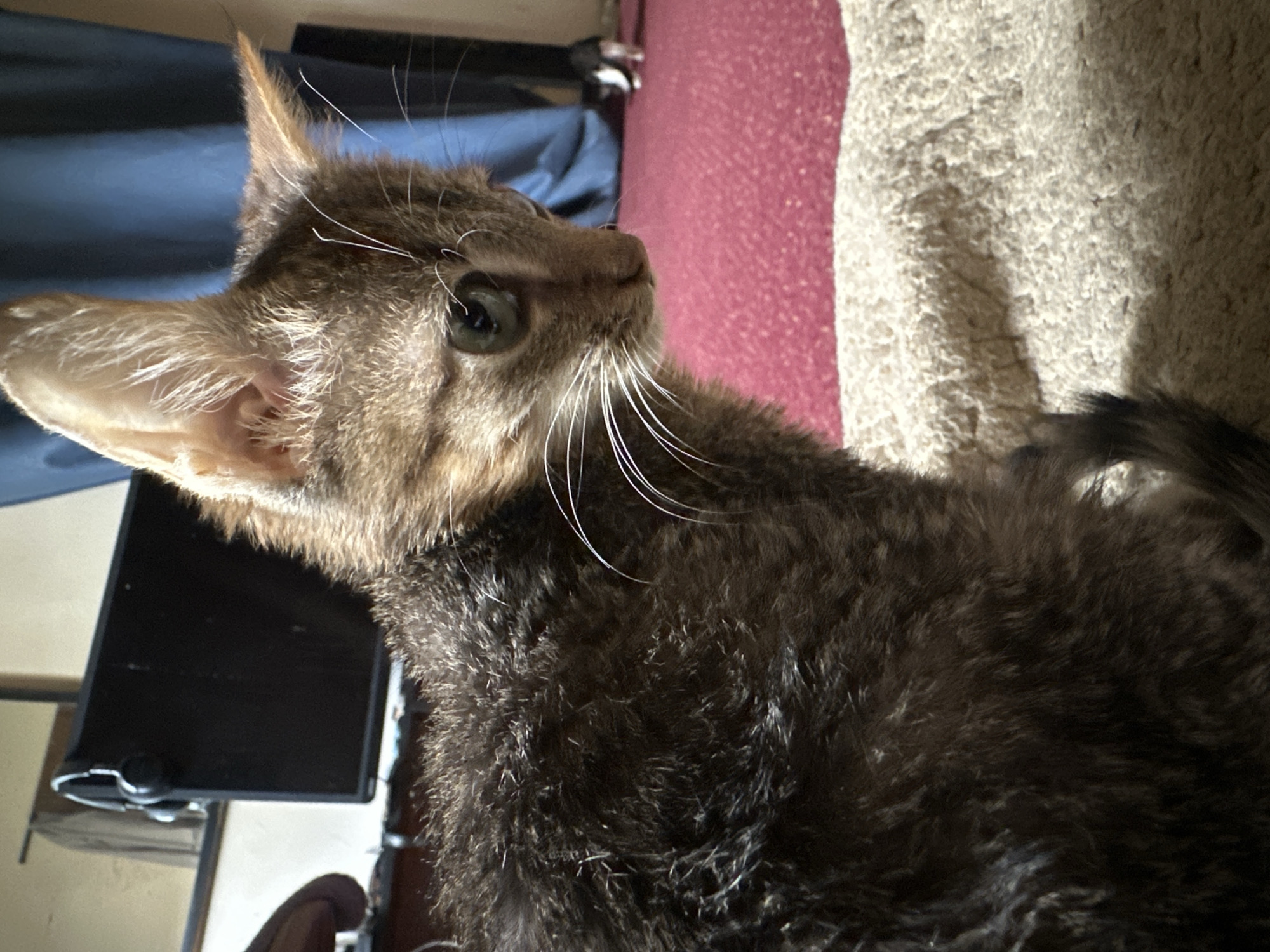 The image shows a close-up of a tabby kitten's face and upper body. The kitten has large, green eyes and its fur appears wet or matted, with dark brown and grey tones. Its whiskers are long and white. In the background, a blurred red carpet is visible, and further back, a dark blue curtain hangs. To the far right and out of focus, a small black and white cat or kitten can be seen. The lighting suggests an indoor environment. There is no information within the image to suggest a location in Jos, Nigeria.