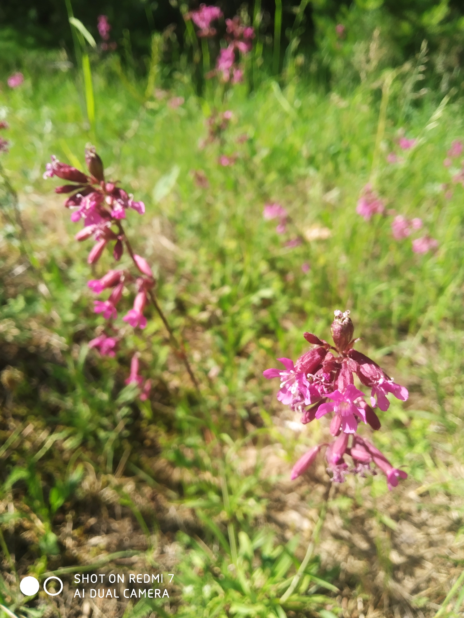 The image depicts a patch of wildflowers, predominantly a deep pink or magenta hue, growing in a grassy area. The flowers appear to be in various stages of bloom, some with closed buds and others fully open. The background consists of blurred green grass and foliage, suggesting a field or meadow. The location is Chaikovsky, Russia. No people are visible.