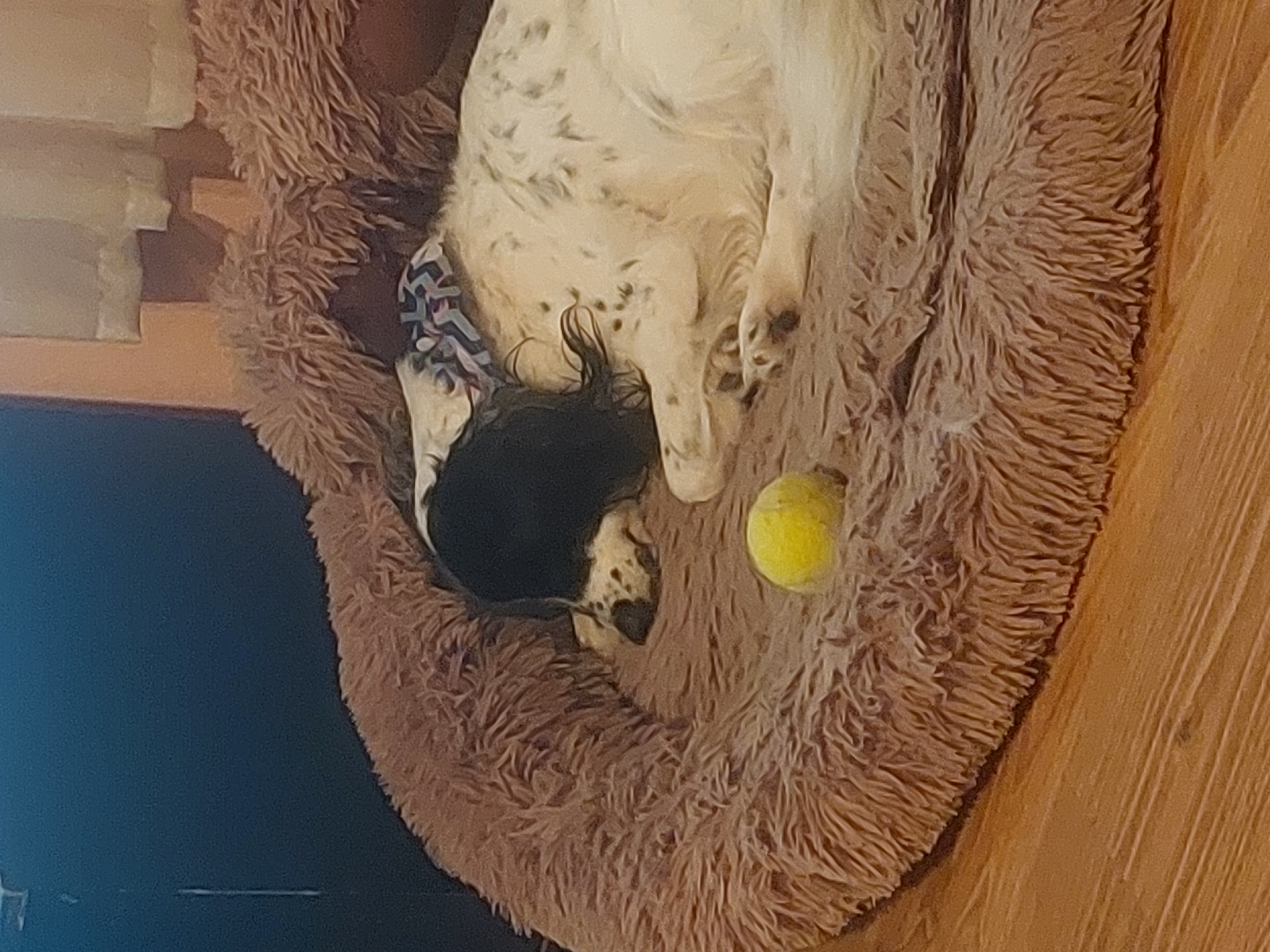 A black-and-white spotted dog lies in a brown, furry dog bed with a yellow tennis ball. The dog bed rests on a wooden floor. A dark object and a light-colored object are partially visible in the background. The location, Tsarevo, Bulgaria, is not discernible from the image.
