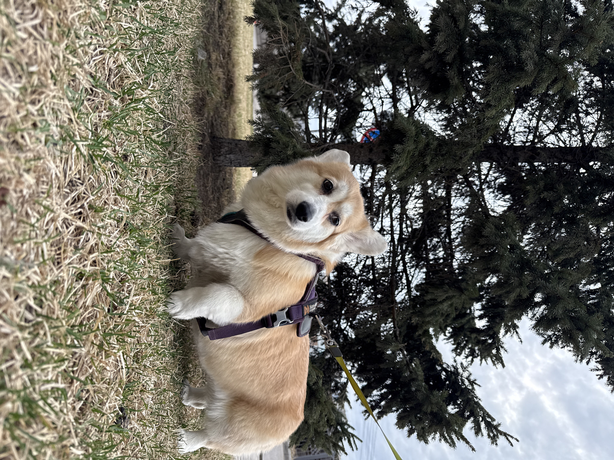 This media file features a fluffy Corgi dog positioned outdoors, looking directly at the camera with its head adorably tilted. The dog wears a purple harness with a visible silver buckle, and a bright yellow-green leash is attached. Its fur is a combination of tan and white.
The Corgi is situated on a patch of ground covered with grass that shows a mix of dry, light-brown blades and new, green sprouts, indicating an early spring environment. In the background, a large, dark evergreen tree with dense foliage stands prominently, silhouetted against a pale, overcast sky filled with white and light-grey clouds. A small, red and blue object, possibly a toy, is subtly visible within the tree branches above the dog. Distant, indistinct features like a road or path and some vegetation can be glimpsed in the far background.
The dog appears curious and attentive, with bright, dark eyes. The scene suggests a daytime walk or outdoor activity in a park-like setting or natural area, likely in Krasnoyarsk, Russia. Part of a brand name, "Non-do...", is visible on the dog's harness.