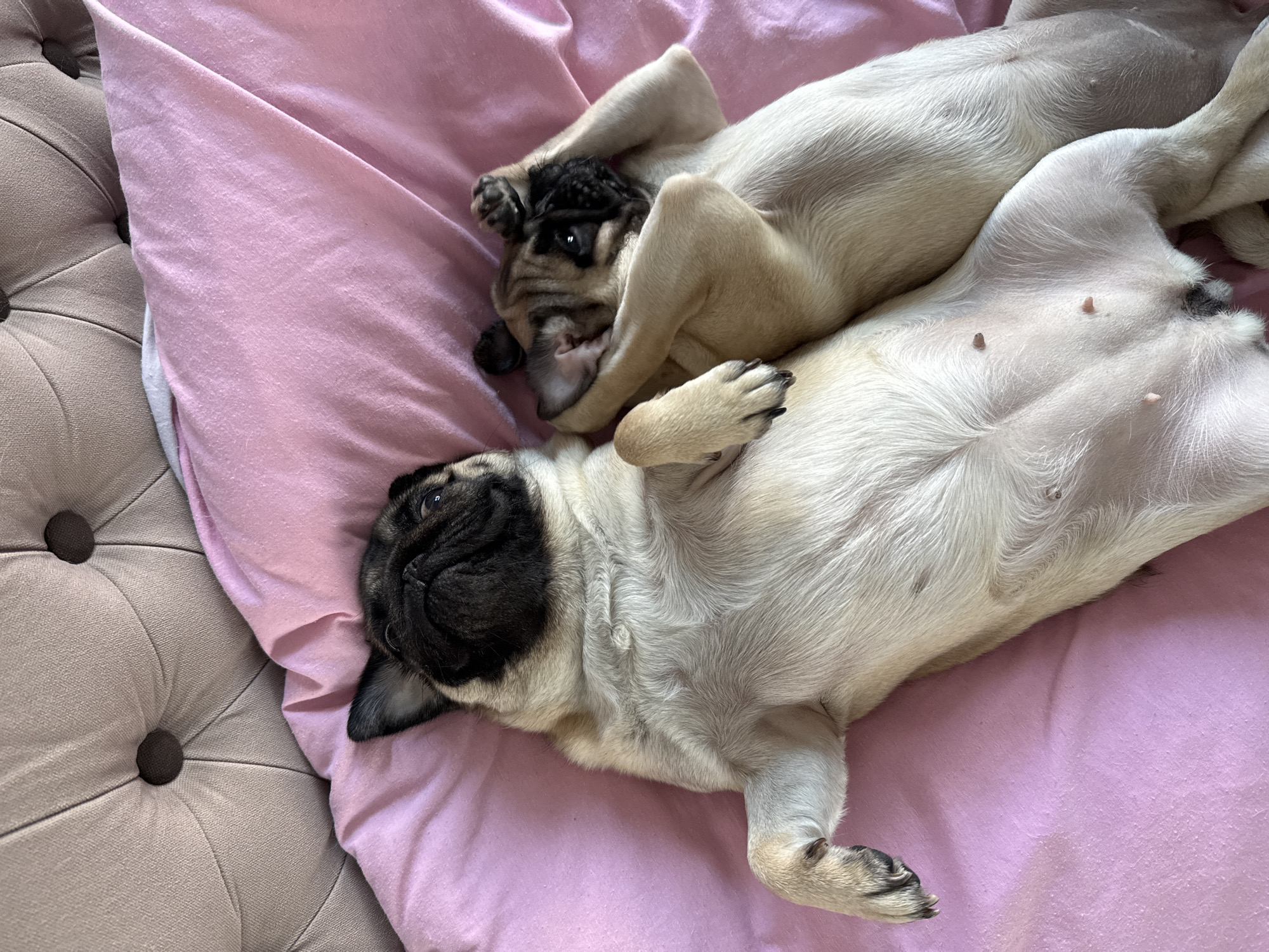 Two fawn-colored pugs lie on a pink comforter, likely on a bed, with a tufted headboard visible at the top. The pug on the left is lying on its back, facing upwards, with its belly exposed and paws extended. The pug on the right is curled up next to the first, with its face partially obscured by its paws, as if it is hiding or playing peek-a-boo. The lighting suggests the photo was taken indoors, possibly in a bedroom. The background is out of focus, drawing attention to the two dogs.