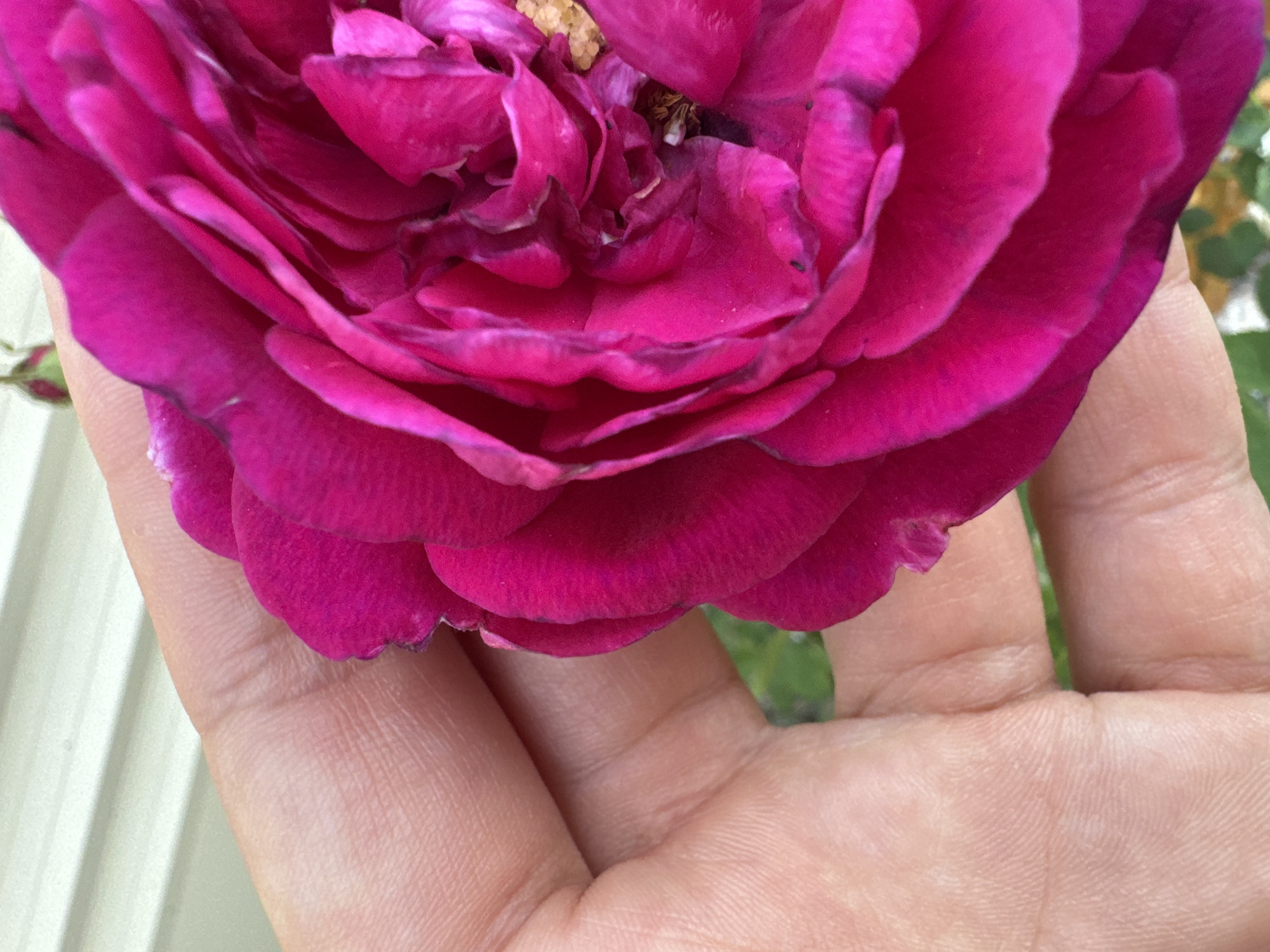 A close-up, high-angle shot shows a person's left hand gently holding a vibrantly pink rose. The hand is positioned on the left side of the frame, with the rose filling the majority of the right side. The rose is in full bloom, with numerous petals layered upon each other, creating a sense of depth and texture. The petals are a rich, deep pink, with some darker, almost purplish tones visible in the shadows and along the edges. The texture of the hand, with visible fingerprints and skin lines, contrasts with the smooth, velvety appearance of the rose petals. In the background, a pale, horizontally-slatted surface, likely siding of a building, is visible. A small, unopened rose bud on a green stem is also present in the upper left corner of the frame, suggesting other flowers are nearby. The overall scene is one of delicate beauty and natural detail.
