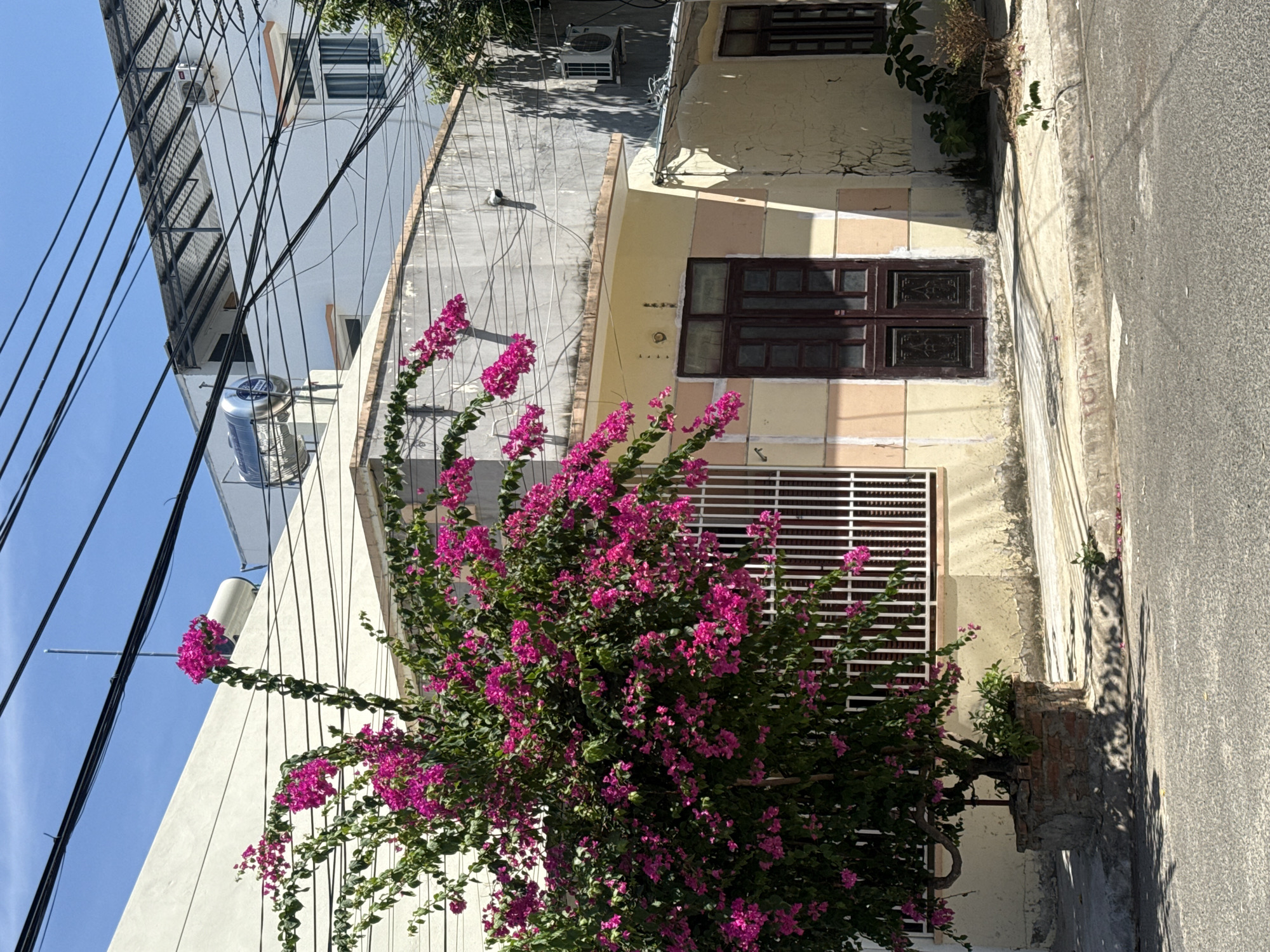 A bright, sunny day illuminates a street in Bac Nha Trang Ward, Vietnam, where a vibrant bougainvillea tree, laden with fuchsia blossoms, stands in the foreground. The tree, pruned into a bushy shape, is planted in a brick planter. Behind it, a pale yellow building with a light peach trim features a dark brown double door with decorative panels. To the left of the door, a white metal grille covers a window. The building's facade shows signs of wear, with peeling paint and visible cracks. Overhead, a tangle of black electrical wires crisscrosses the clear blue sky, with a solar water heater visible on the roof of a taller building in the background. Another building with a corrugated metal roof stands behind the yellow one. The street pavement is visible in the foreground, with shadows cast by the bougainvillea tree and overhead wires. A small tree stump and some sparse vegetation are located to the right of the yellow building.