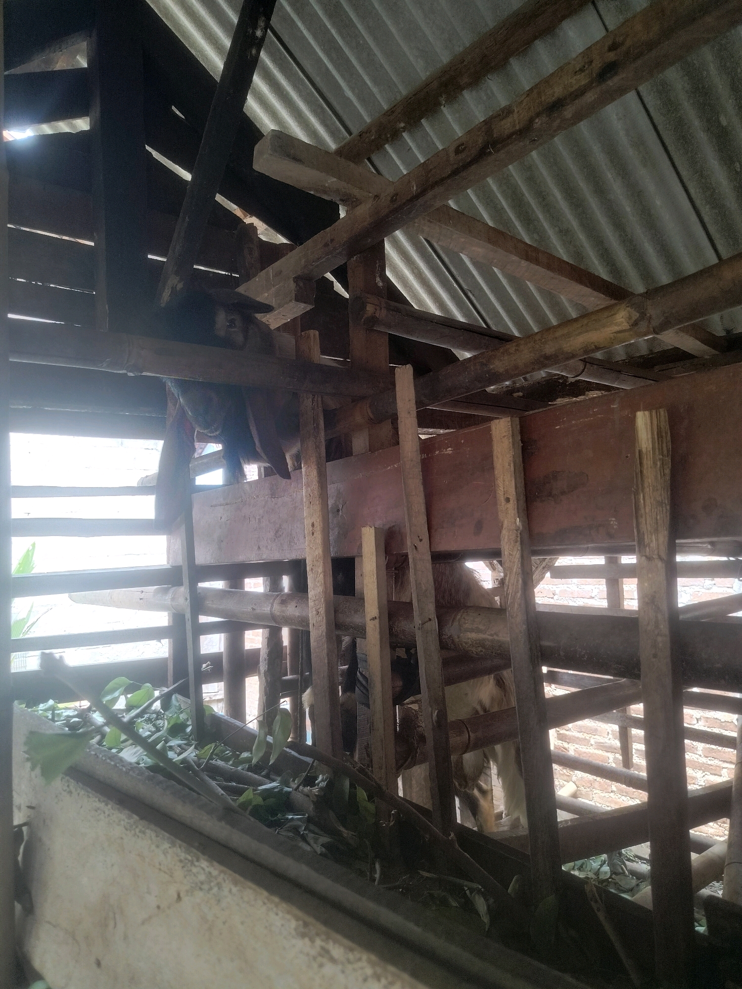 This image depicts the interior of a rustic animal pen, likely for goats, constructed with rough wooden beams and corrugated metal roofing. The pen appears to be elevated, with multiple levels of wooden slats forming enclosures. In the upper left section of the image, a goat's head and part of its body are visible, with its ears hanging down. Below, another goat is partially visible, its hindquarters and legs showing as it stands on a wooden platform. The pen is filled with scattered green leaves and branches, presumably food for the animals. The overall environment suggests a rural or agricultural setting, potentially a farm or a backyard enclosure. The location is identified as Pandansari, Indonesia.