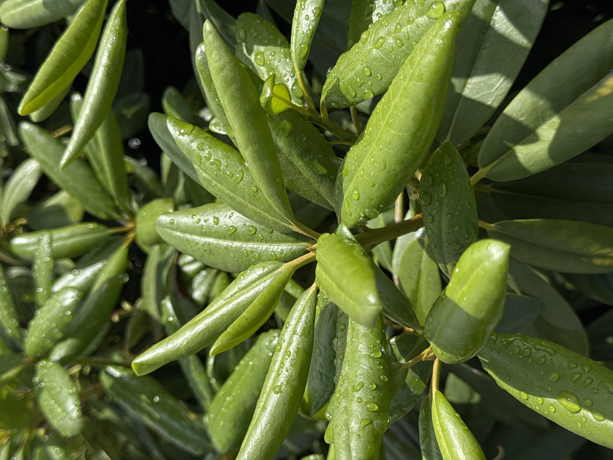 The image shows a close-up of green leaves with water droplets on them. The leaves are elongated and pointed, and arranged in clusters. The lighting suggests it is daytime. The location is unknown; there is no information in the image that suggests it is Krasnodar, Russia.