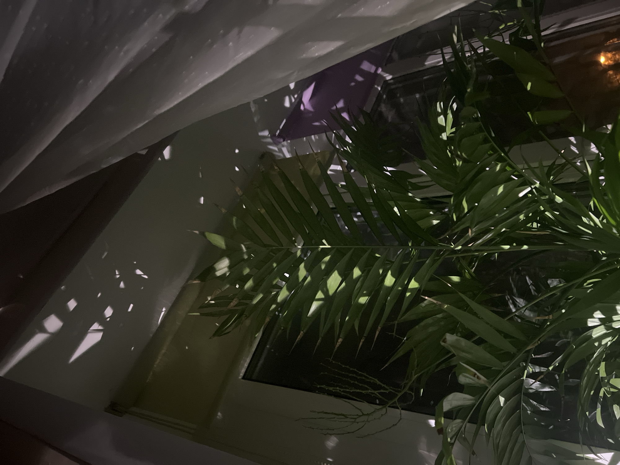 The image depicts a window scene, likely indoors, in Berezniki, Russia. A white, sheer curtain partially covers the window on the left. A potted palm plant occupies the right side of the frame, its fronds reaching towards the window. Light is filtering through the leaves and the curtain, casting shadows on the wall. A purple object is partially visible through the window.