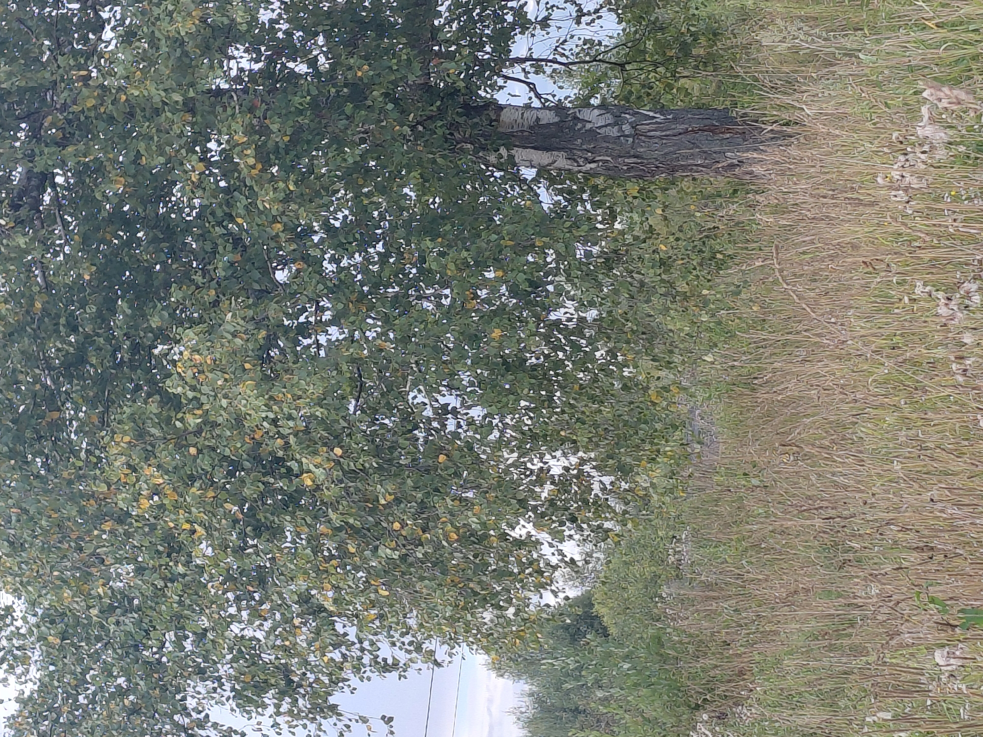 An outdoor, eye-level, full shot captures a birch tree standing in a field of tall, dry grass and other vegetation. The birch tree, with its distinctive white and gray bark, is positioned slightly to the right of the frame. Its branches are laden with green leaves, some of which show hints of yellow, suggesting the onset of autumn. The background is filled with a dense layer of greenery, indicating more trees and bushes. The sky above is overcast, with a neutral gray hue. A thin, dark wire is visible stretching across the upper left portion of the image, hinting at a power line or similar infrastructure. The scene appears to be located in Malinovka, Russia, a setting consistent with a rural or semi-rural environment. There are no people or animals visible in the image, and no discernible actions or interactions are taking place. The overall impression is one of a tranquil, natural landscape during a transitional season.