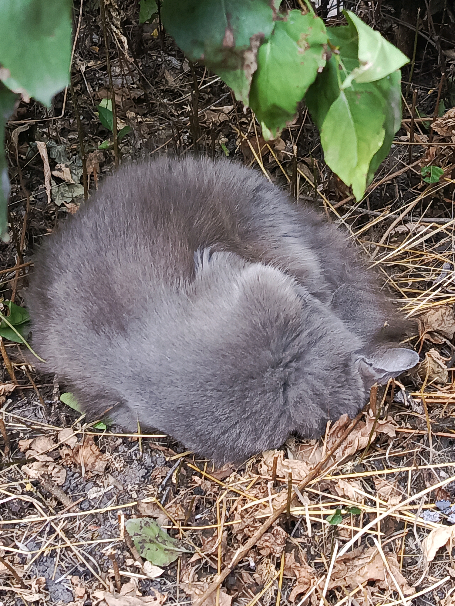 A gray cat is curled up sleeping on the ground, surrounded by dry leaves and twigs. Green leaves from a plant hang over the cat from above. The ground is covered in a mix of dirt, dry grass, and fallen leaves. The cat appears to be in a natural outdoor setting.