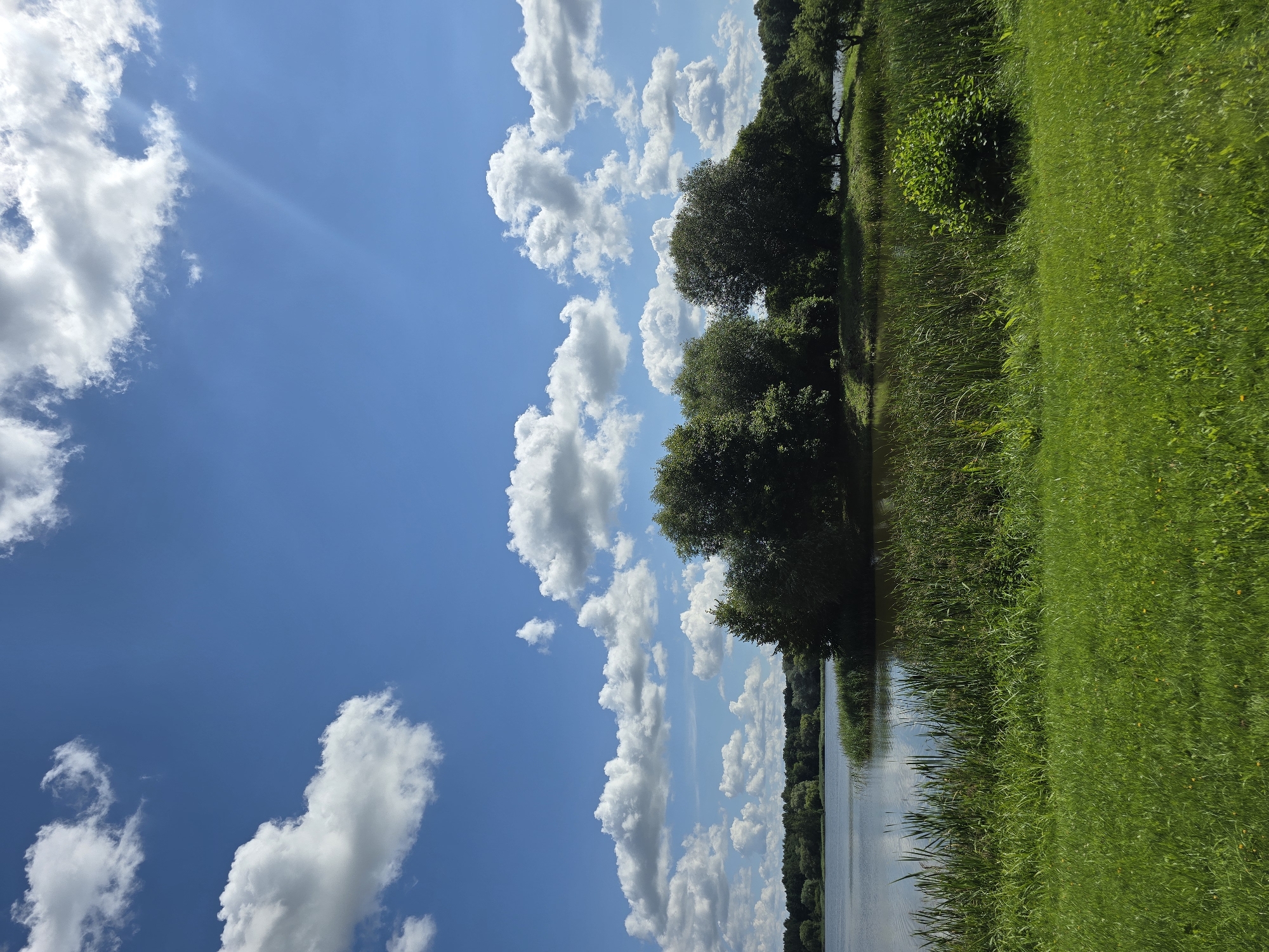 A wide-angle, vertical, eye-level shot captures a serene natural landscape under a bright blue sky dotted with fluffy white cumulus clouds. The foreground is dominated by vibrant green grass. Behind the grass, a dense growth of tall, reedy vegetation lines the edge of a calm body of water. A small, tree-covered island or peninsula juts out into the water, with lush green trees forming a thick canopy. The background reveals a distant, tree-lined shore. The scene appears to be a park or natural reserve, possibly in the vicinity of Nesvizh, Belarus, given the presence of a lake and abundant greenery typical of the region. There are no people or animals visible in the image. The lighting suggests it is daytime, likely mid-morning or early afternoon, with the sun casting soft shadows and creating gentle reflections on the water's surface. A faint sunbeam is visible in the upper right quadrant of the sky.