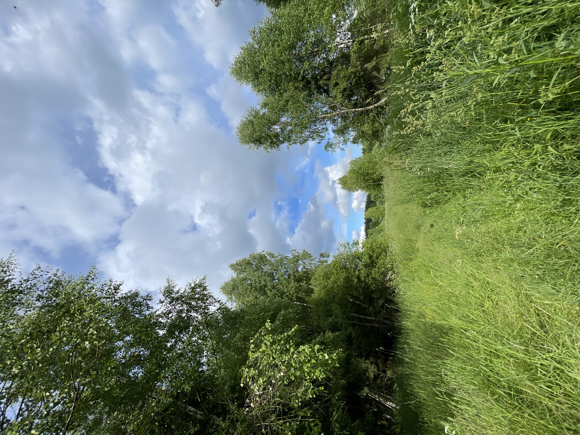 This is a low-angle, full shot of a meadow with tall grass and trees under a cloudy sky. The image is captured from a path in the meadow, looking forward into the distance. The meadow is predominantly green with various types of tall grasses and some wildflowers. On the left and right sides of the path, dense foliage from trees and undergrowth can be seen. The trees are mostly deciduous, with vibrant green leaves. The sky is a mix of blue sky peeking through large, white and gray clouds. The scene appears to be a natural, rural landscape, possibly in or around the village of Korotikha, Russia, given the vegetation and general aesthetic. There are no people or animals visible in the frame. The lighting suggests it is daytime, possibly late morning or early afternoon.