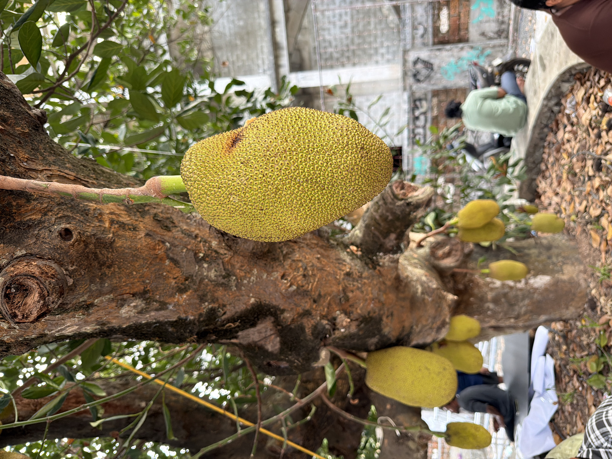 The image captures a jackfruit tree laden with fruit in Kalamassery, India. A large jackfruit dominates the foreground, its textured, green-yellow skin contrasting with the rough, brown bark of the tree. Several smaller jackfruits hang from the branches. The background includes a glimpse of a street scene with people, possibly engaged in everyday activities. A concrete building with some graffiti on the wall is visible in the background. The ground is covered with leaves and some litter. The overall atmosphere is one of a typical urban scene with a natural element.