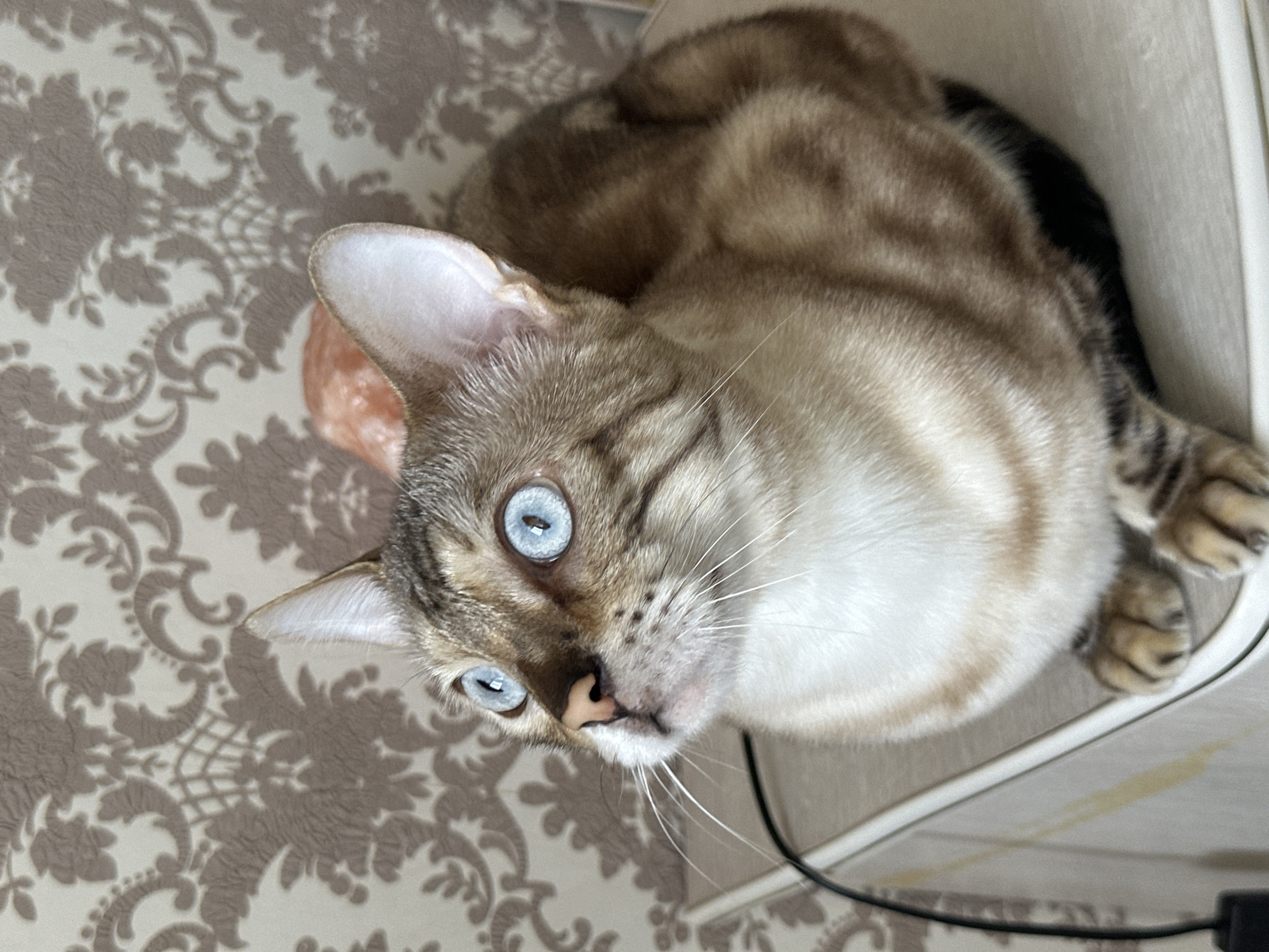 A domestic cat with striking blue eyes and brown tabby markings sits on a light-colored surface. The cat is looking upwards and to its left. Behind the cat is a wall with a brown and cream damask wallpaper pattern. There is an orange, crystalline object behind the cat's head. A black cable runs along the left side of the image, near the cat's paws. The image appears to be an indoor scene, possibly in a residential setting in Energetik, Russia, though there are no specific visual indicators to confirm this location.