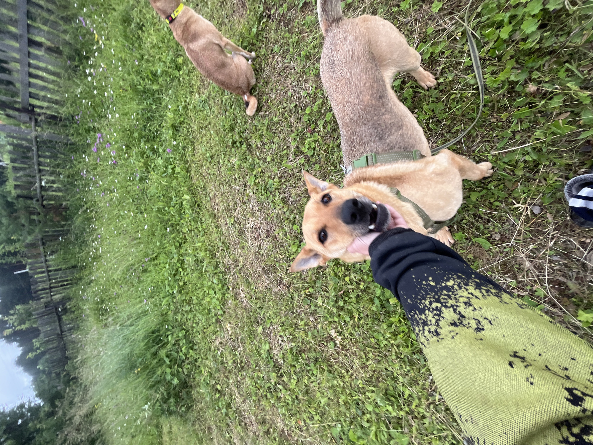 In Nizhny Tagil, Russia, an individual's hand is visible, reaching out to pet a tan-colored dog with a green harness. The dog is looking directly at the camera with its mouth open, appearing to be panting or smiling. In the background, another tan-colored dog with a yellow collar is walking away from the camera. Both dogs are in a grassy area, with a wooden fence and trees visible behind them. The scene suggests an outdoor setting, possibly a park or a backyard, with a focus on the interaction between the person and the dogs.