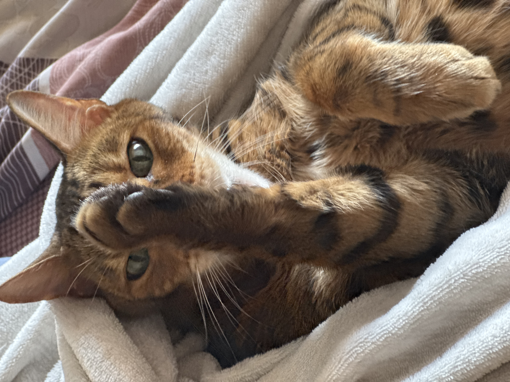 A Bengal cat is lying on a bed, partially covered by a white fluffy blanket. The cat's front paw is raised to its face, obscuring part of its head. The cat has green eyes and its fur is a mix of brown, orange, and black stripes and spots. The background shows a pink and striped blanket. The image is a close-up shot, with the cat as the central subject.