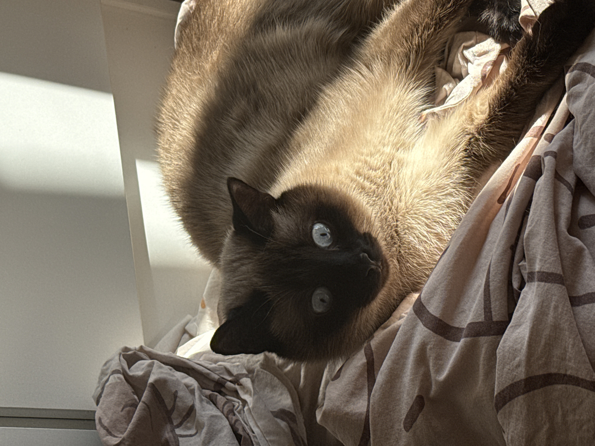 An indoor, eye-level shot in Chaikovsky, Russia, captures a Siamese or colorpoint cat lying on a textured, patterned blanket. The cat is the central subject, resting on its back or side with its head turned towards the viewer, displaying striking bright blue eyes. Its fur shows the characteristic 'points' of the breed, with a dark brown mask on its face, dark ears, and what appears to be dark paws and tail (partially visible), contrasting with its lighter, cream-colored body fur. Strong, directional sunlight illuminates parts of the cat's fur, creating bright highlights and casting distinct shadows that accentuate its features and the texture of its coat.
The cat appears calm and relaxed, gazing directly into the camera. Its body is curled, nestled into the soft, wrinkled fabric of the blanket. The blanket is a muted beige or light grey with dark brown abstract or geometric patterns. To the left and upper left of the frame, a plain, light-colored surface, possibly a wall or a piece of furniture, is visible, also marked by strong shadows from the sunlight. The overall impression is one of a peaceful, sunlit moment indoors. There is no visible text in the image.