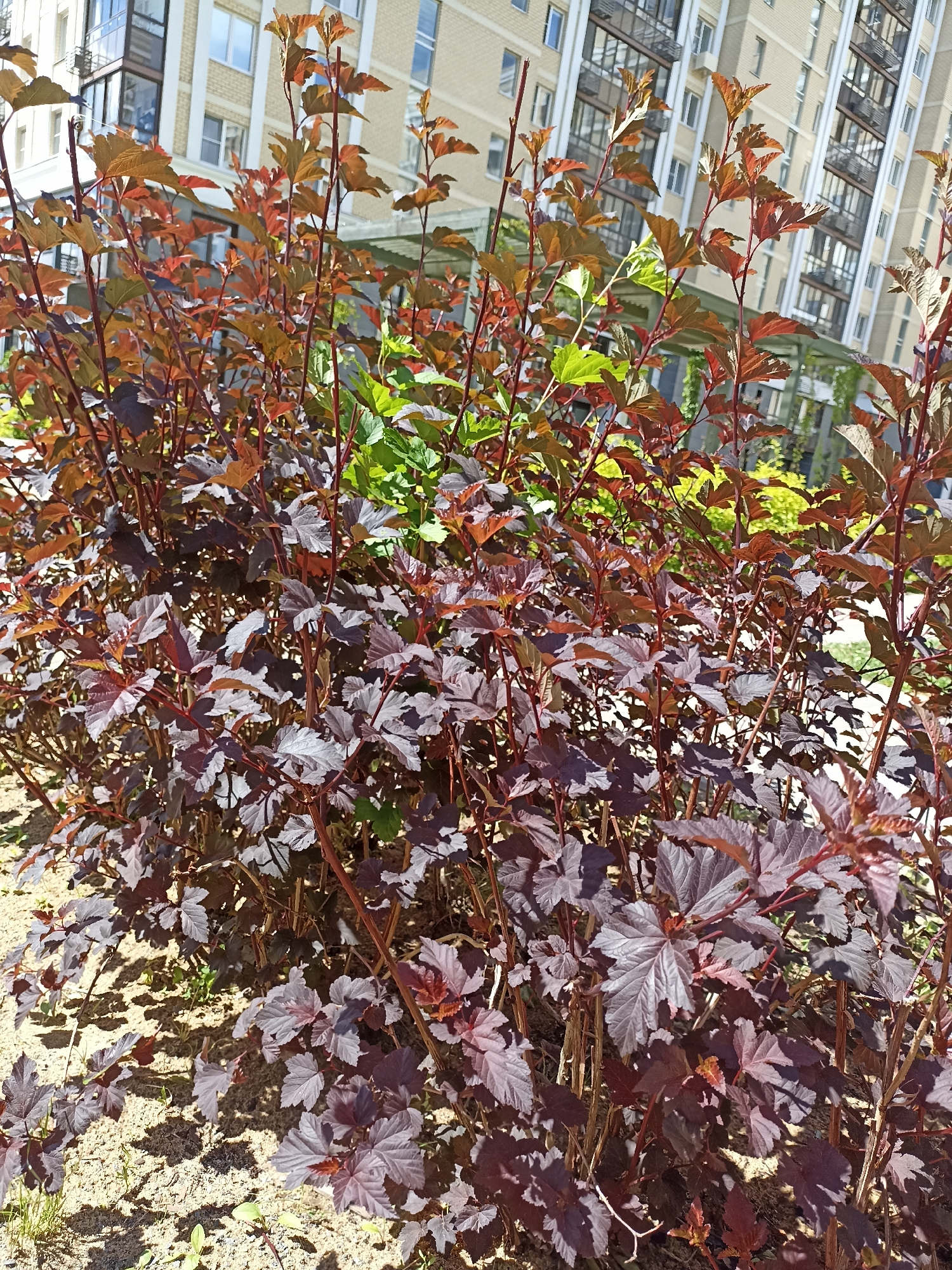 A close-up, ground-level outdoor shot features a dense bush with dark reddish-purple and some green leaves in the foreground. The bush is planted in sandy soil, with some dry grass and small green shoots emerging from the ground. The background shows a modern, light-colored residential building with multiple windows and balconies. The scene is illuminated by bright sunlight, casting shadows from the bush onto the ground. The location is identified as Ostafievo, Russia.