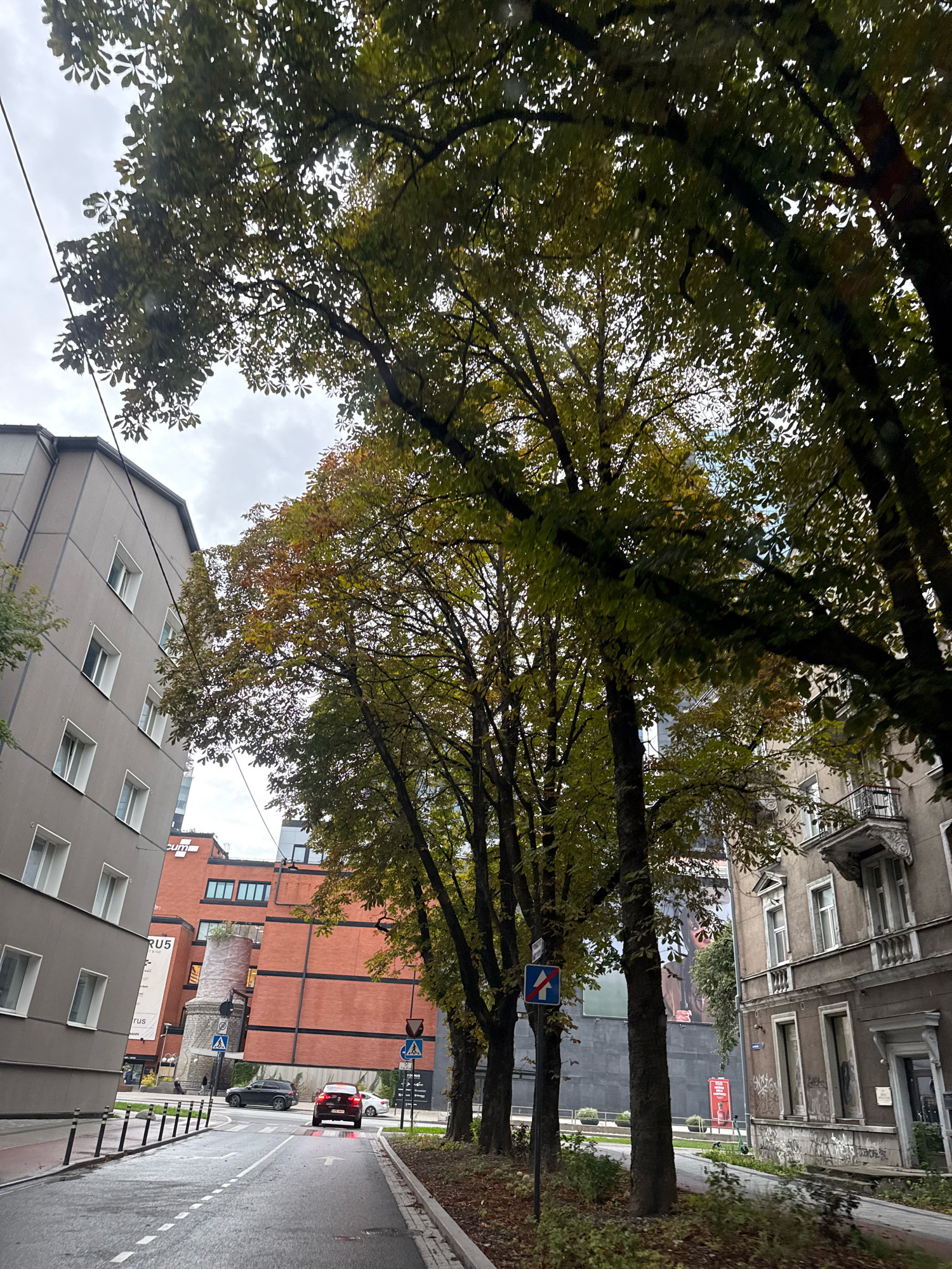 The image captures a street scene in Tallinn, Estonia, featuring a prominent line of trees with green and yellowing leaves, suggesting it is autumn. The trees are situated along a street bordered by buildings on both sides. On the left, a modern, gray building with multiple windows is visible. On the right, an older, darker building with ornate architectural details, including balconies and arched windows, stands. A red brick building with multiple windows and a distinctive cylindrical structure is also present in the mid-ground. The street is wet, indicating recent rain, and a red car is driving away from the camera. Pedestrian walkways and traffic signs are also visible. The sky is overcast.