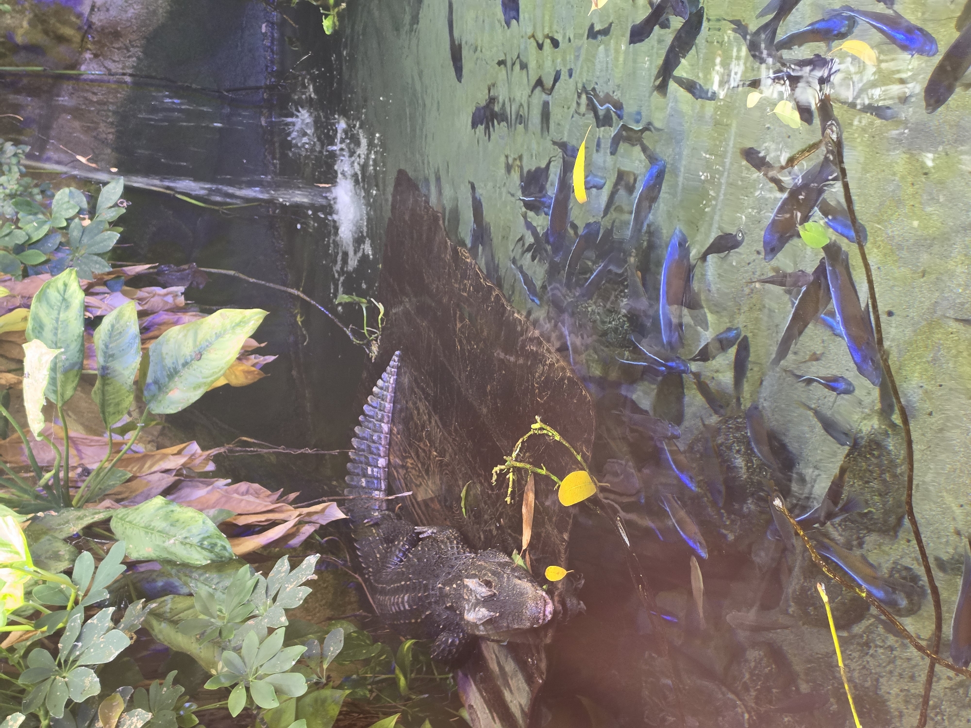 The image depicts an alligator basking on a rock ledge above a pool of water filled with numerous small, blue and black fish. A small waterfall cascades into the pool from a rocky overhang covered in lush green and brown foliage. The alligator is dark-skinned with prominent scales and appears to be a juvenile or sub-adult. It is positioned facing the viewer, with its head slightly raised. The water is clear, revealing the sandy bottom and rocks. The overall environment suggests an artificial habitat, possibly a zoo or aquarium, designed to simulate a natural tropical setting. This scene is located at the Parco Natura Viva in Bussolengo, Italy, a zoological park known for its diverse animal collection and focus on conservation.