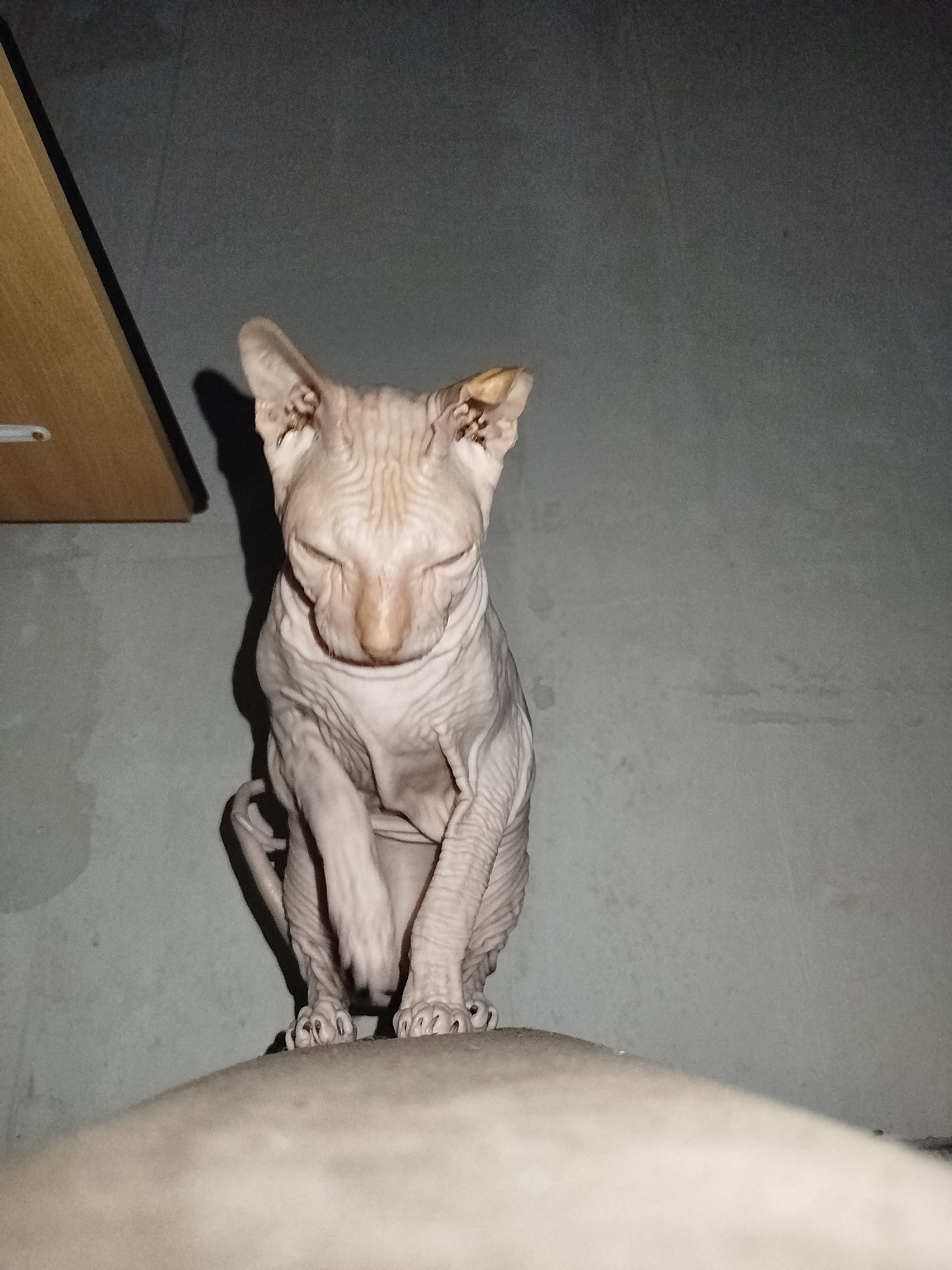 A light-colored Sphynx cat with wrinkled skin is sitting on a light-colored surface. The cat is facing forward with its eyes closed and its head tilted down. The background is a dark gray wall with some lighter patches. To the left of the cat, a wooden shelf is visible. The scene is dimly lit, with a shadow cast by the cat on the wall. No specific location within Zavodoukovsk, Russia, can be identified from the image.