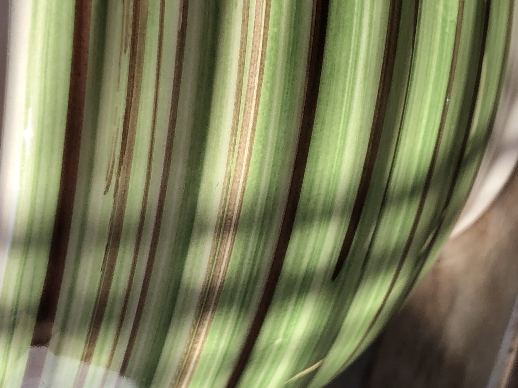 This is a close-up, detailed photograph of a ceramic object with a striped pattern. The stripes are predominantly in shades of green with thinner, darker brown lines interspersed. The surface appears glossy, and light reflects off it, creating highlights and shadows. The texture suggests a slightly uneven, hand-painted quality to the stripes. A shadow, likely from an external object, casts diagonal lines across the surface, adding depth and dimension. The bottom portion of the image shows a blurred background with a warm, wooden texture and a lighter, possibly white, surface. The image does not contain any recognizable landmarks or elements that would allow for location in a specific city.