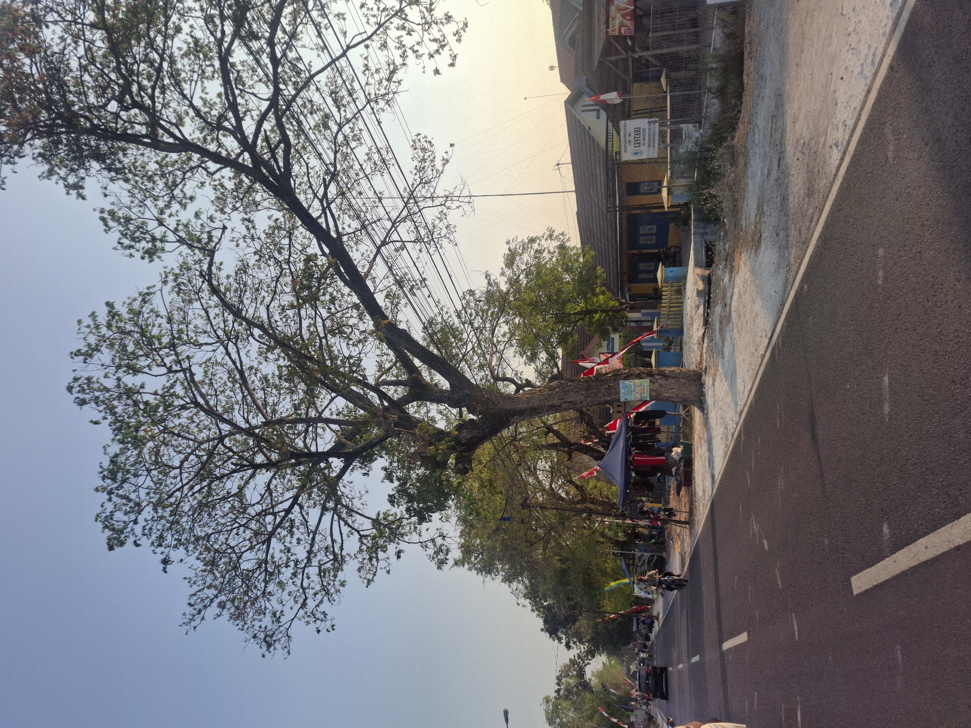 The image shows a street scene in Sumberwudi, Indonesia, with a large tree dominating the right side. The street is paved, with white lane markings visible. Several cars and a motorcycle are present on the road. On the right side of the street, there is a building with yellow walls and a dark roof, displaying a sign that reads "LESTARI". A small market stall with a blue awning is set up near the building, with clothing displayed for sale. Several Indonesian flags are visible in the scene, some mounted on poles and others attached to buildings. The sky is clear and a pale blue, suggesting it is late afternoon or early evening, with the sun casting long shadows. The overall impression is of a quiet, everyday scene in a semi-urban or rural Indonesian setting.