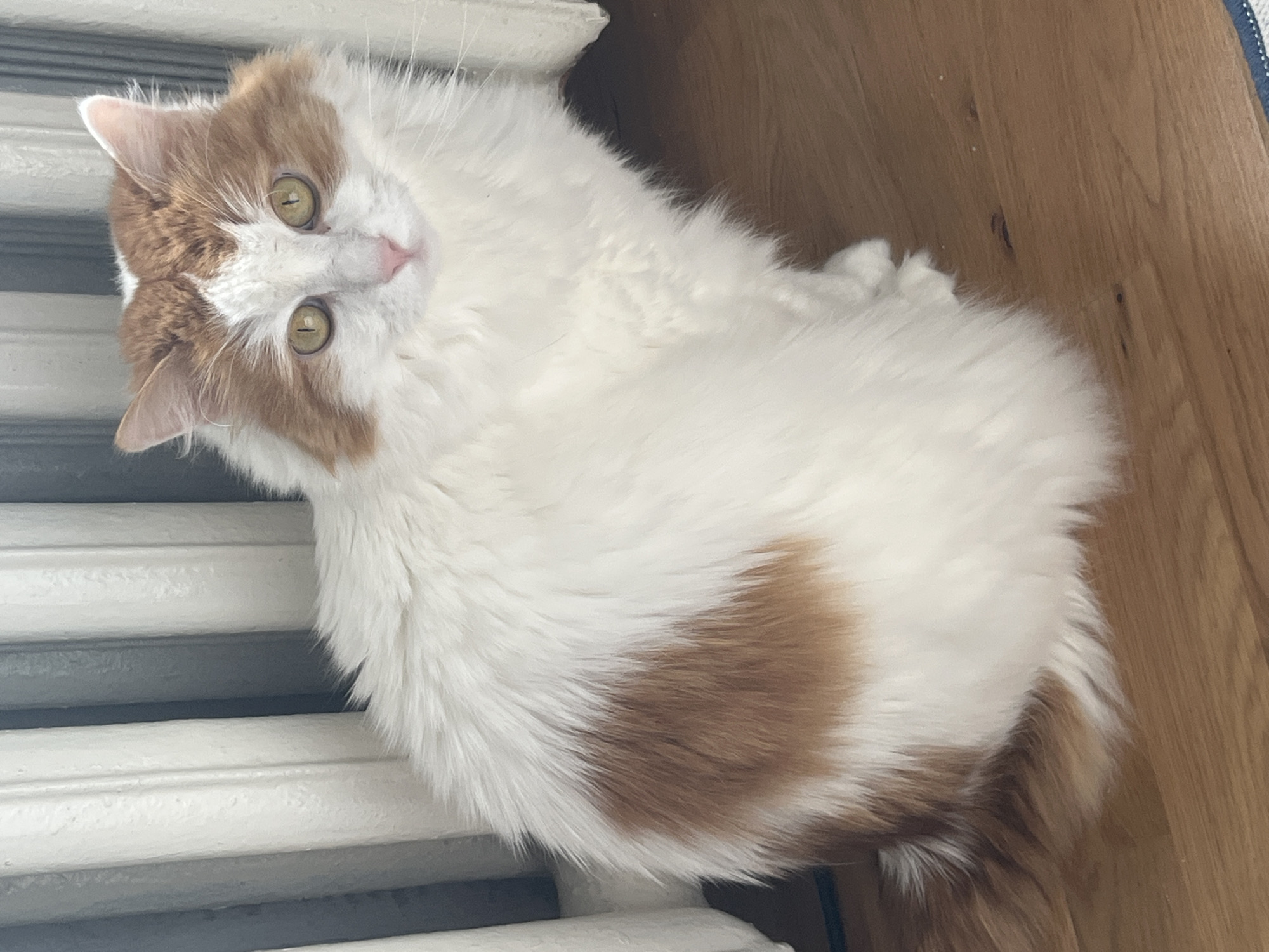 A fluffy, orange and white domestic cat sits on a wooden floor in front of a white radiator. The cat is facing the camera, with its body angled slightly to the right. Its fur is long and appears soft. The cat has large, expressive green eyes and a small pink nose. The background consists of vertical white radiator panels and a wooden floor. The image appears to be taken indoors. The location is described as being in the city of Korolyov, Russia.