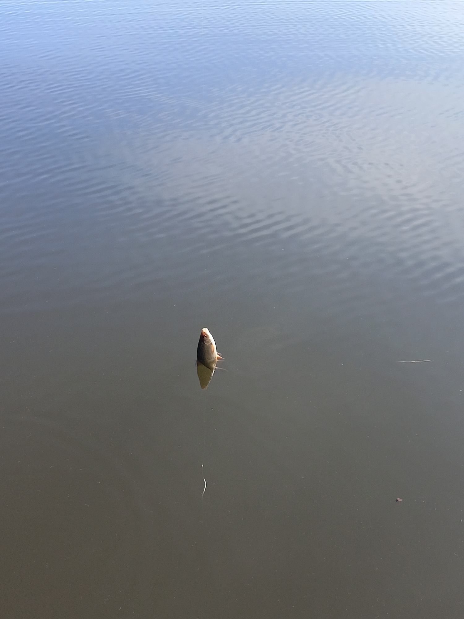 A dead fish floats on the surface of a body of water. The water has subtle ripples. The location is unidentifiable as Chaikovsky, Russia based on the visual information provided.
