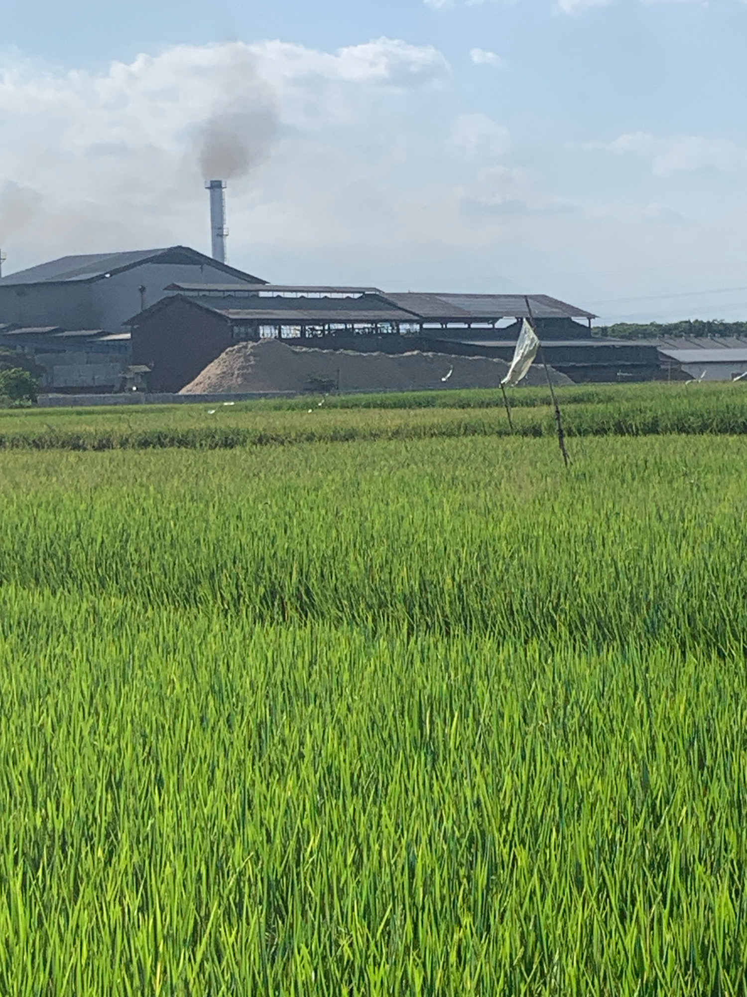 In Krebet, Indonesia, a landscape features a vast, vibrant green rice paddy in the foreground, stretching towards a midground industrial complex. The complex includes several low-profile buildings with dark roofs and a tall smokestack emitting a plume of white smoke against a pale blue sky with scattered clouds. A large pile of light-colored material, possibly agricultural byproducts or waste, is visible near the buildings. A tattered white flag on a stick stands in the rice paddy, gently waving. Several white birds are scattered across the scene, some in flight, adding to the natural element amidst the industrial backdrop. The overall scene depicts a blend of agriculture and industry.