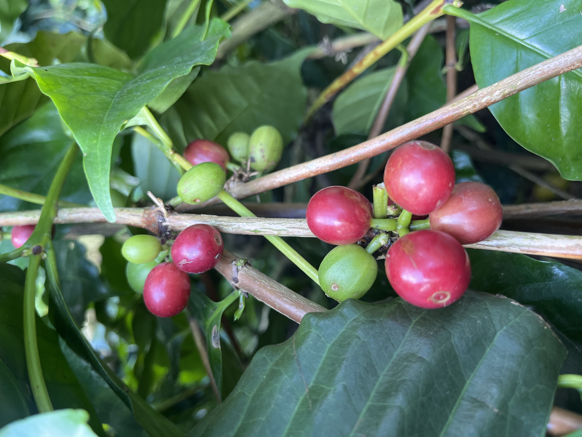 A close-up shot showcases a branch of a coffee plant, laden with ripening coffee cherries. The cherries display a gradient of colors, from vibrant green to deep red, indicating varying stages of maturity. Lush green leaves of the coffee plant form a dense backdrop, creating a natural, organic setting. The image is captured in the city of Petang, Indonesia, a region known for its coffee cultivation.