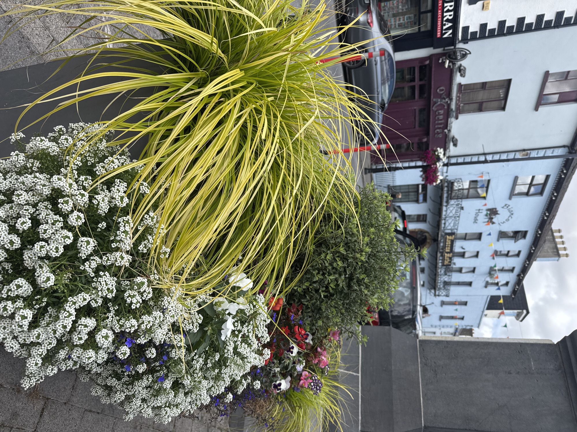 The image captures a street scene in Clonmel, Ireland, with a focus on a planter filled with vibrant flowers and ornamental grass. In the foreground, a large dark grey planter overflows with a cascade of bright yellow-green ornamental grass and a dense cluster of small white flowers, possibly sweet alyssum. Interspersed among these are colorful flowers in shades of red, pink, purple, and white with dark centers, some appearing to be pansies. Behind the planter, the architecture of Clonmel is visible. To the left, a white building with black detailing has the signage "URRAN" and below it "ESTS AUCTIONEERS". Adjacent to this is a building with a dark purple facade featuring the sign "o'Keefes" and the Guinness logo. Further down the street, a light blue building has multiple windows and balconies, with colorful bunting strung across it. Signs on this building include "Bianconi House" and "Bazzar Hotel". A grey sedan is parked on the street. The ground is paved with brickwork. The sky is overcast.