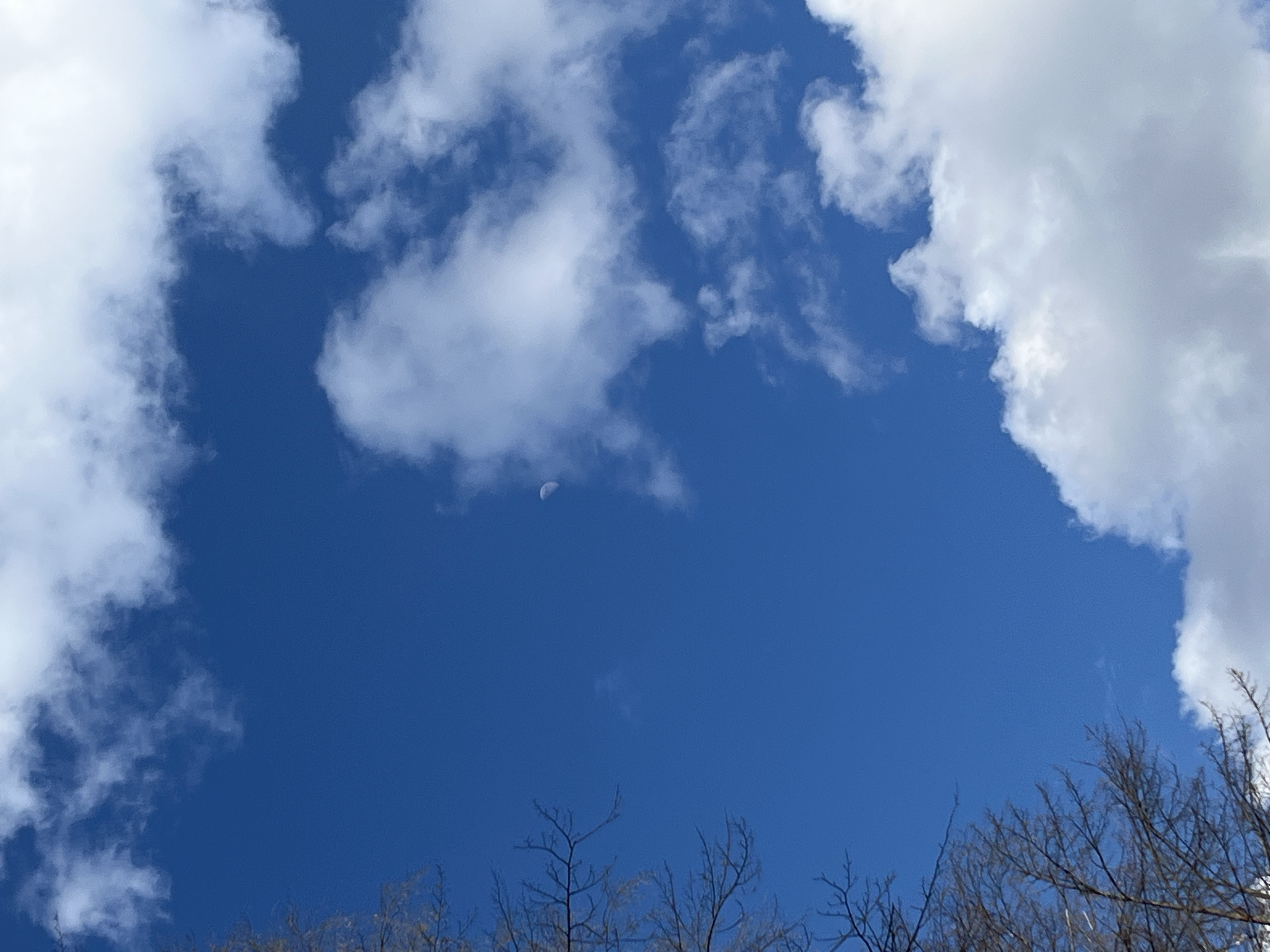 The image shows a daytime view of the sky in Chaikovsky, Russia. A crescent moon is visible amidst scattered white clouds. In the foreground, bare tree branches are silhouetted against the deep blue sky.